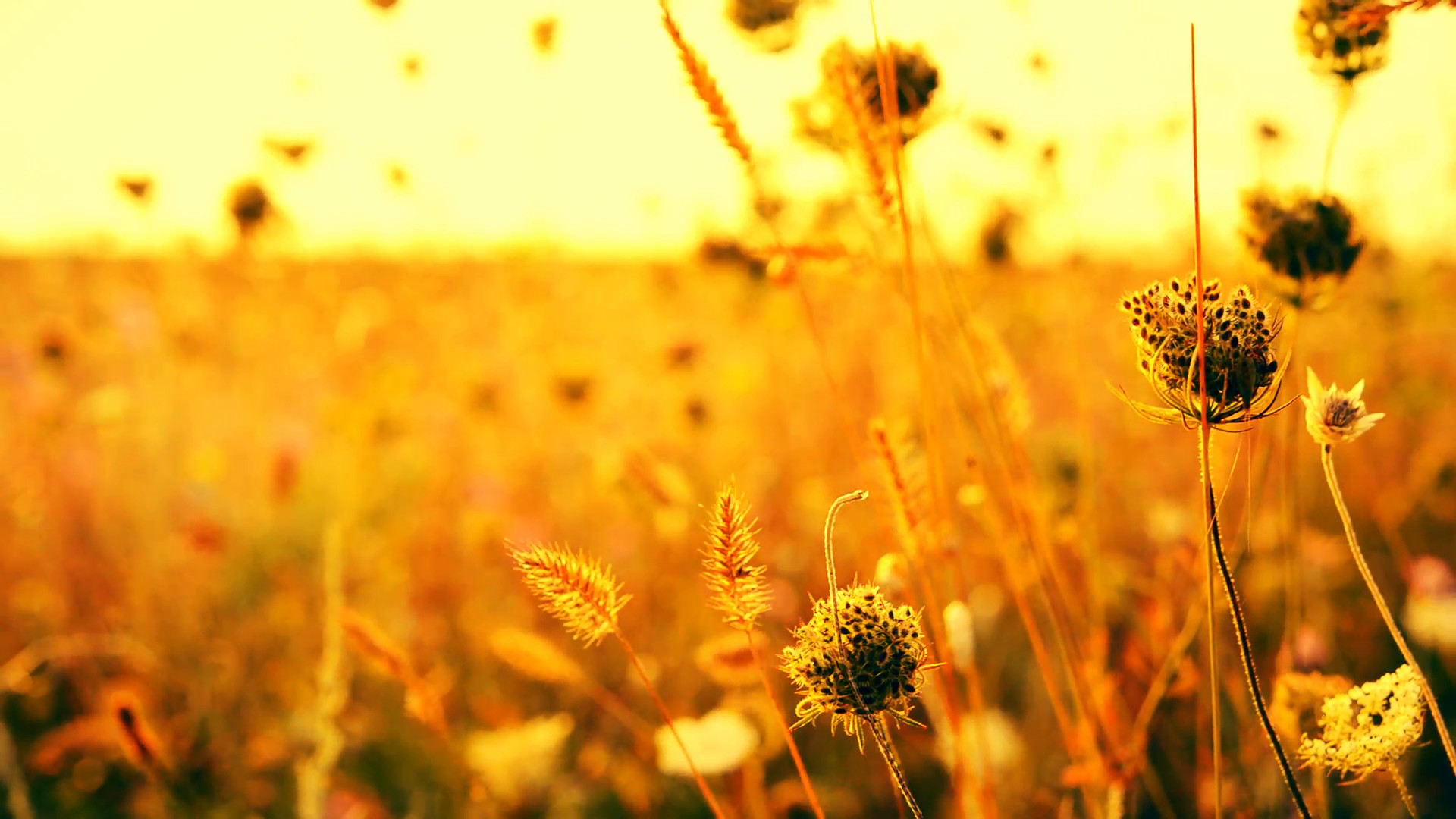 Beautiful Flowers In Field On Sunrise Background Sunny Outdoor Bright Morning Autumn Theme Background Closeup Full Hd Video Stock Video Footage 1920x1080