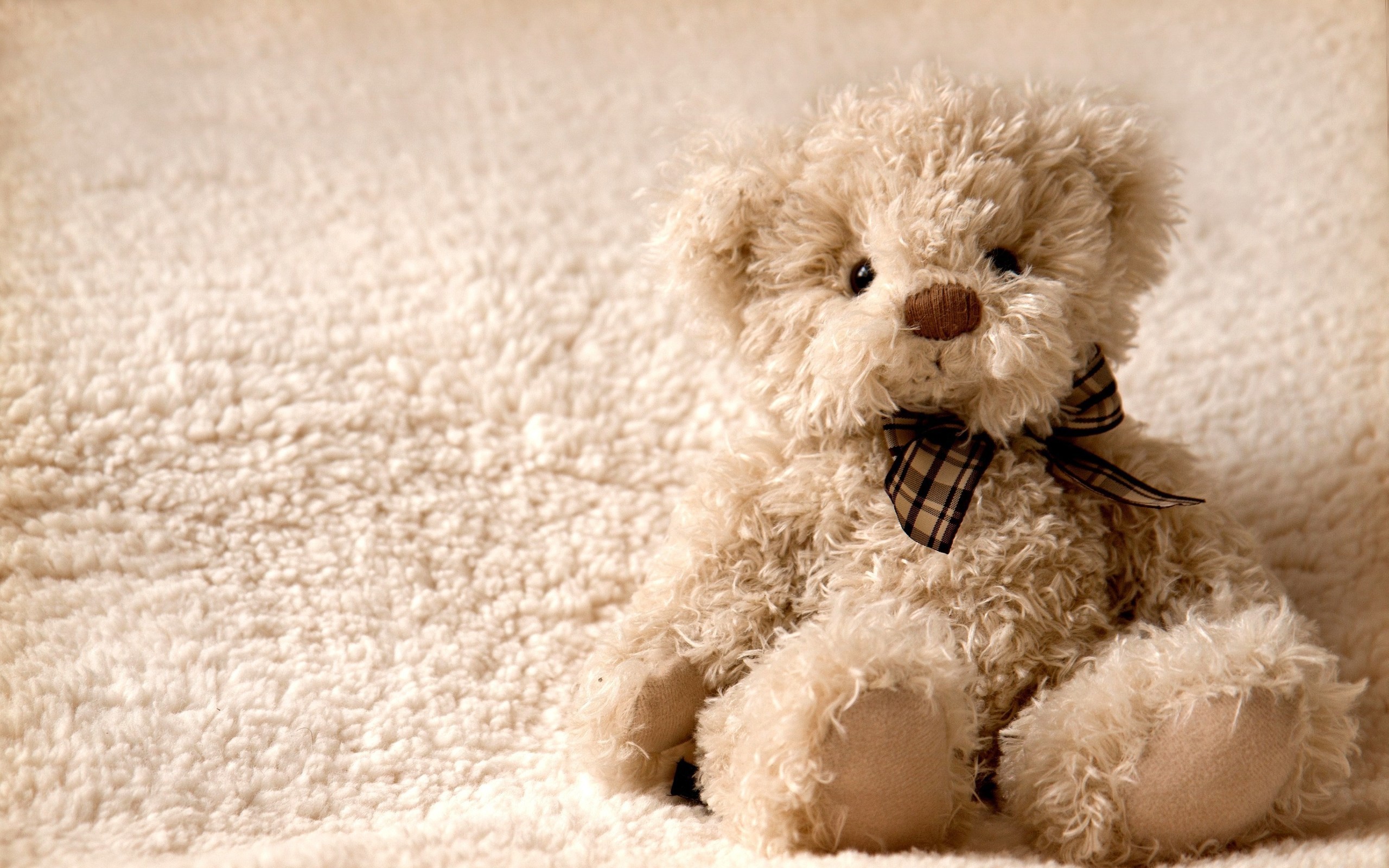 Free Teddy Bear Photography Wallpaper Background 2560x1600