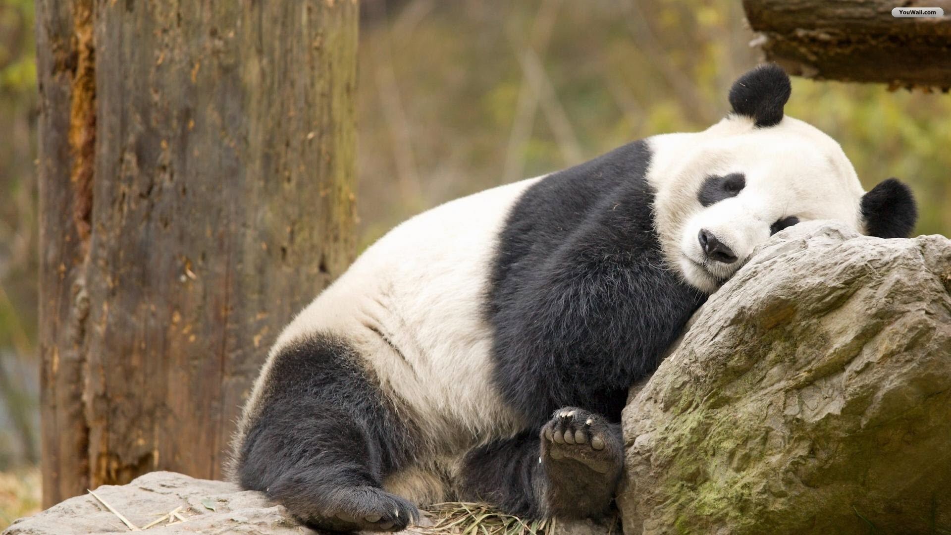 Undefined Panda Wallpaper 40 Wallpapers Adorable Wallpapers 1920x1080