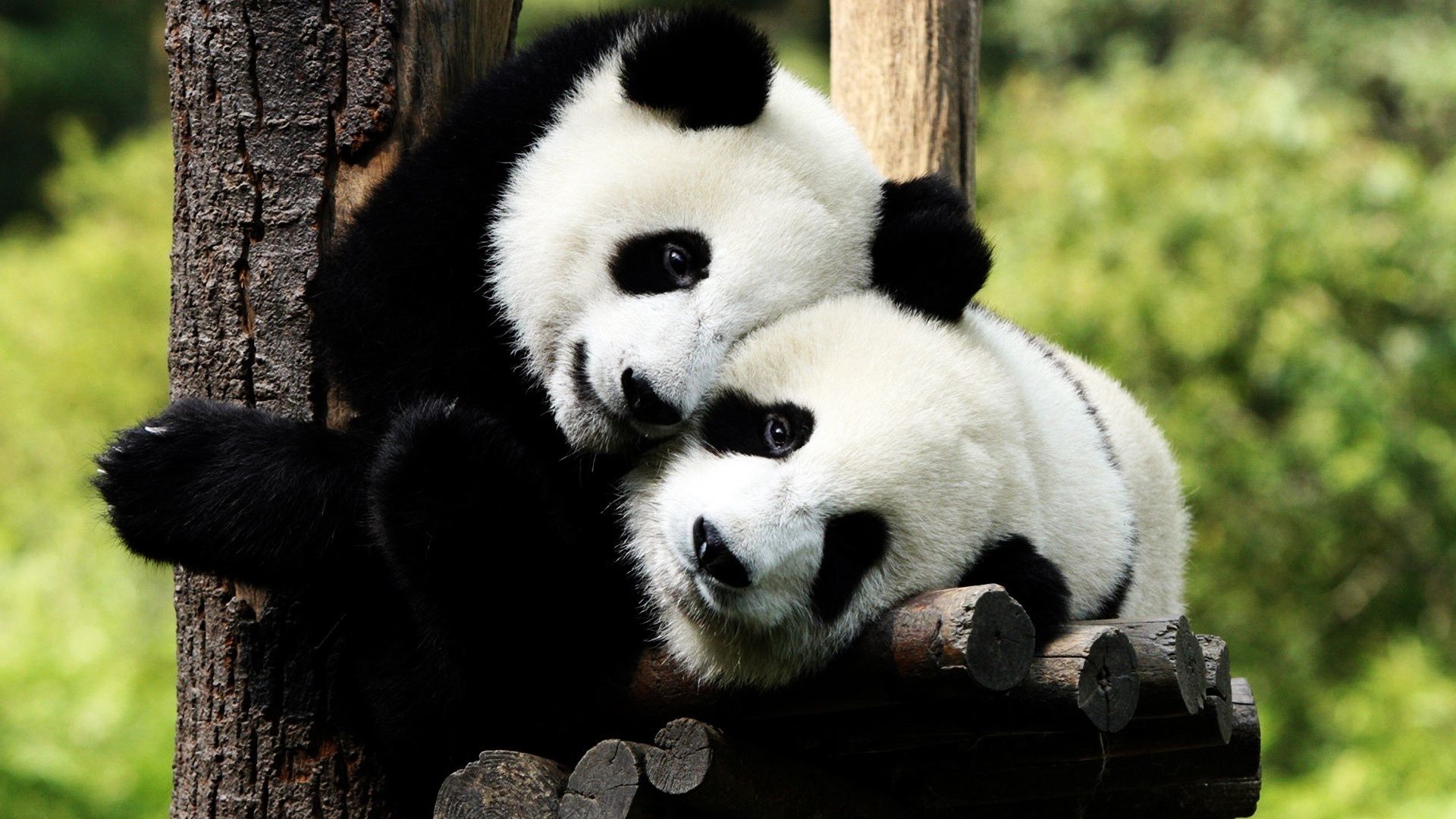 Images Of Desicommentfirst Baby Panda Wallpapers Sc 1920x1080