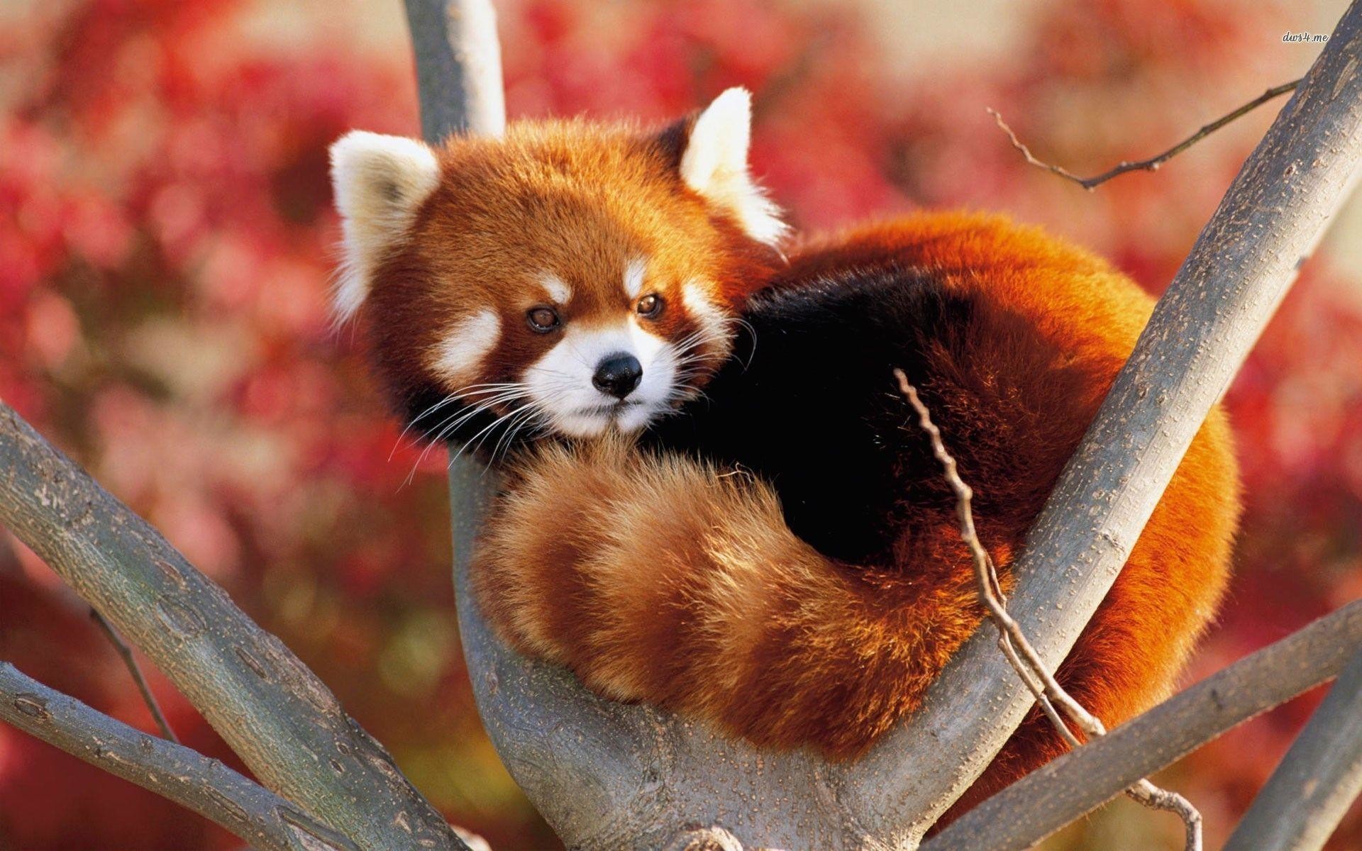 Wallpapers For Gt Baby Red Panda Wallpaper 1920x1200