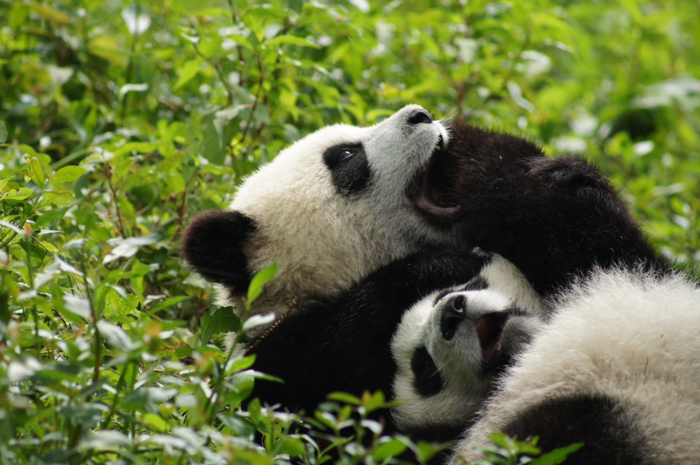 Panda Pandas Baer Bears Baby Cute 33 Wallpaper 2456x1632 364460 2456x1632
