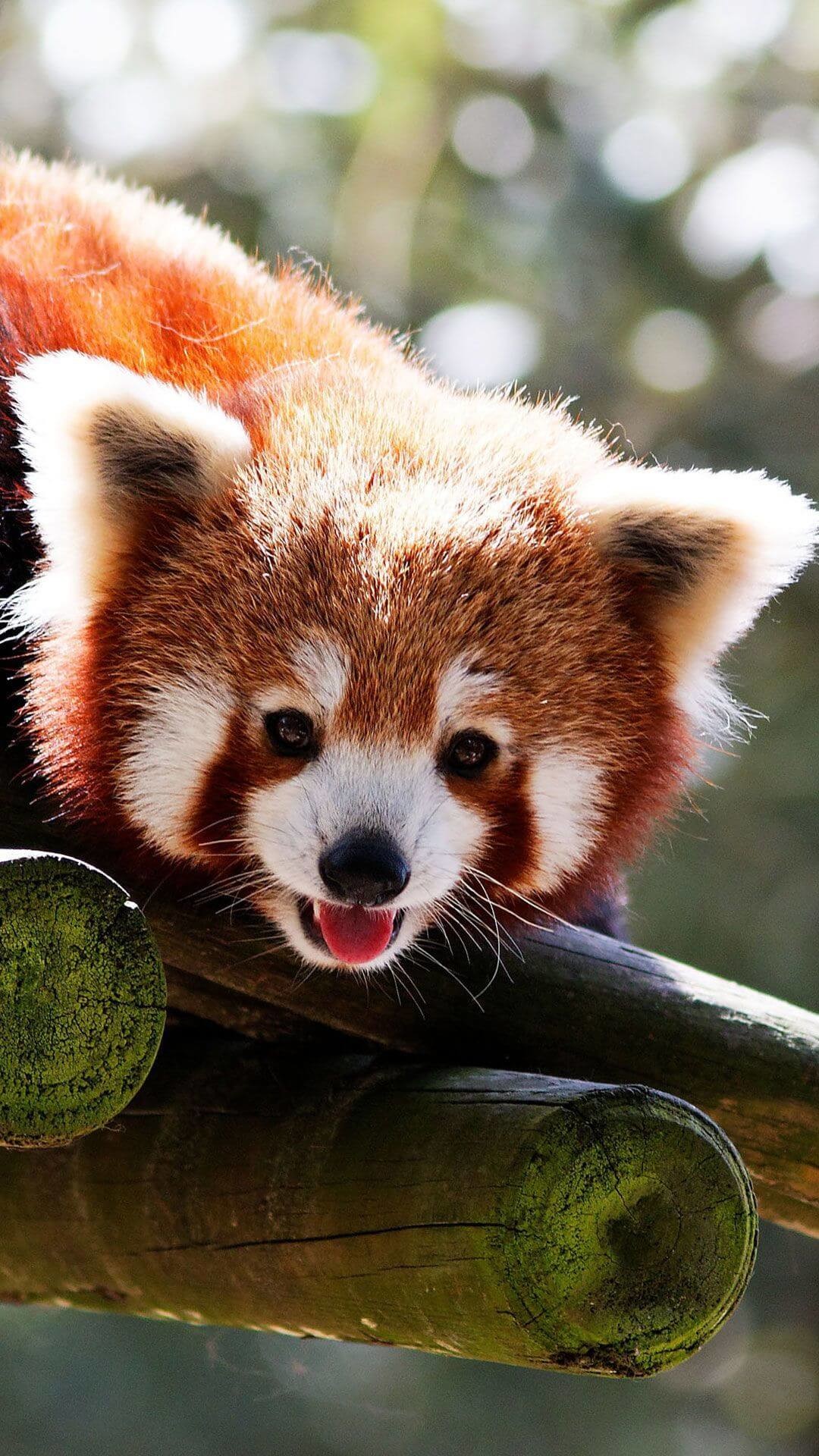 Cute Baby Red Pandas Wallpaper Iphone Hd 1080x1920