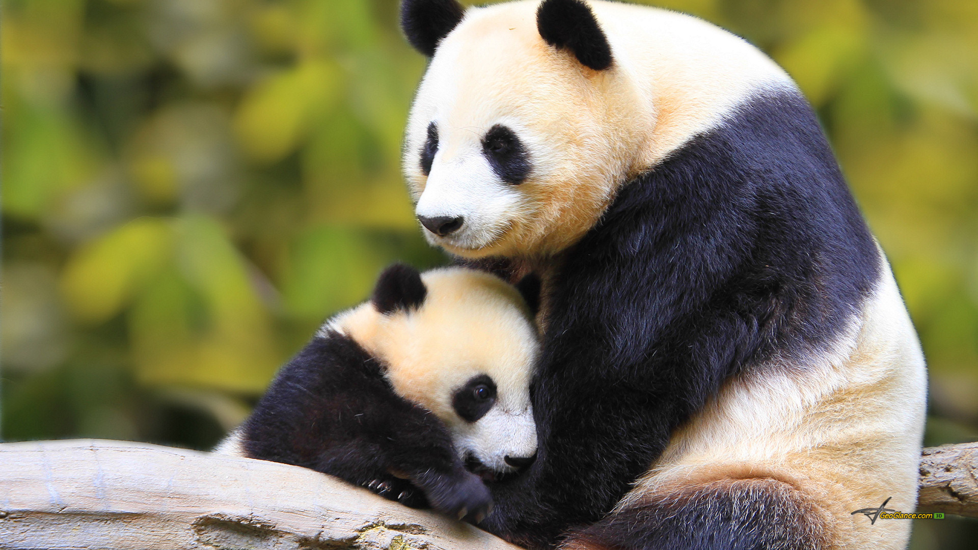 Mother And Baby Panda Wallpaper 1920x1080