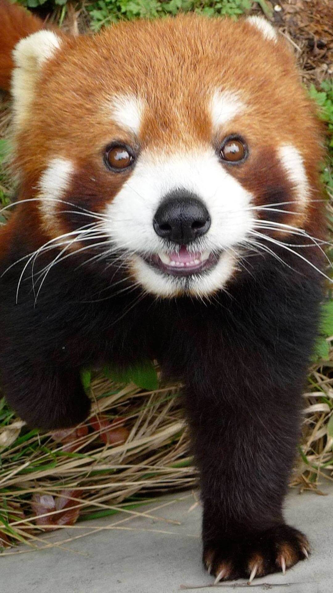 Cute Red Panda Wallpaper Iphone Hd 1080x1920