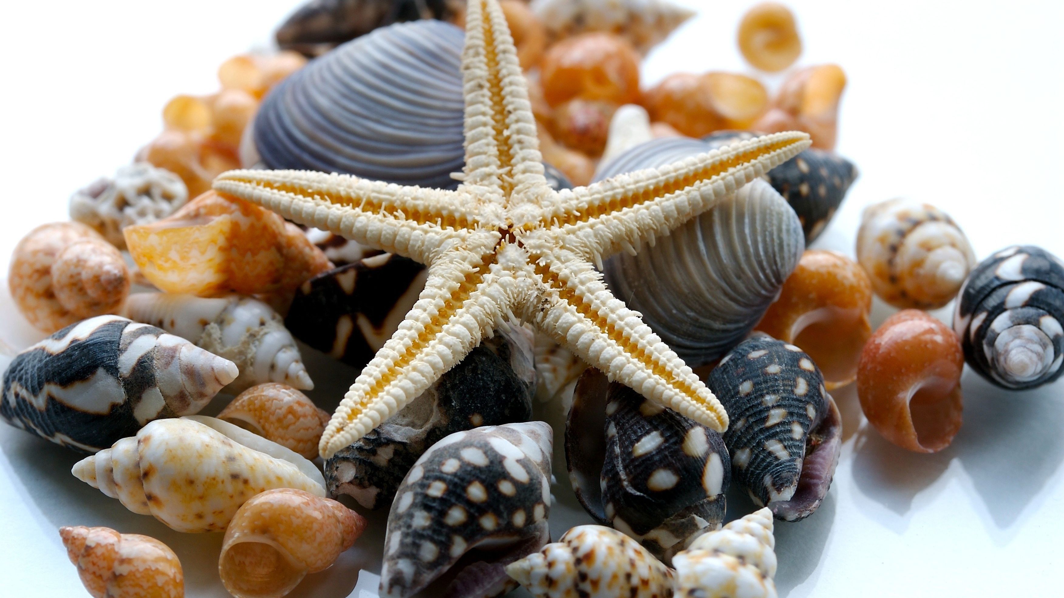 Seashells Wallpapers HD Free Download [60 pictures] - Nature Wallpaper