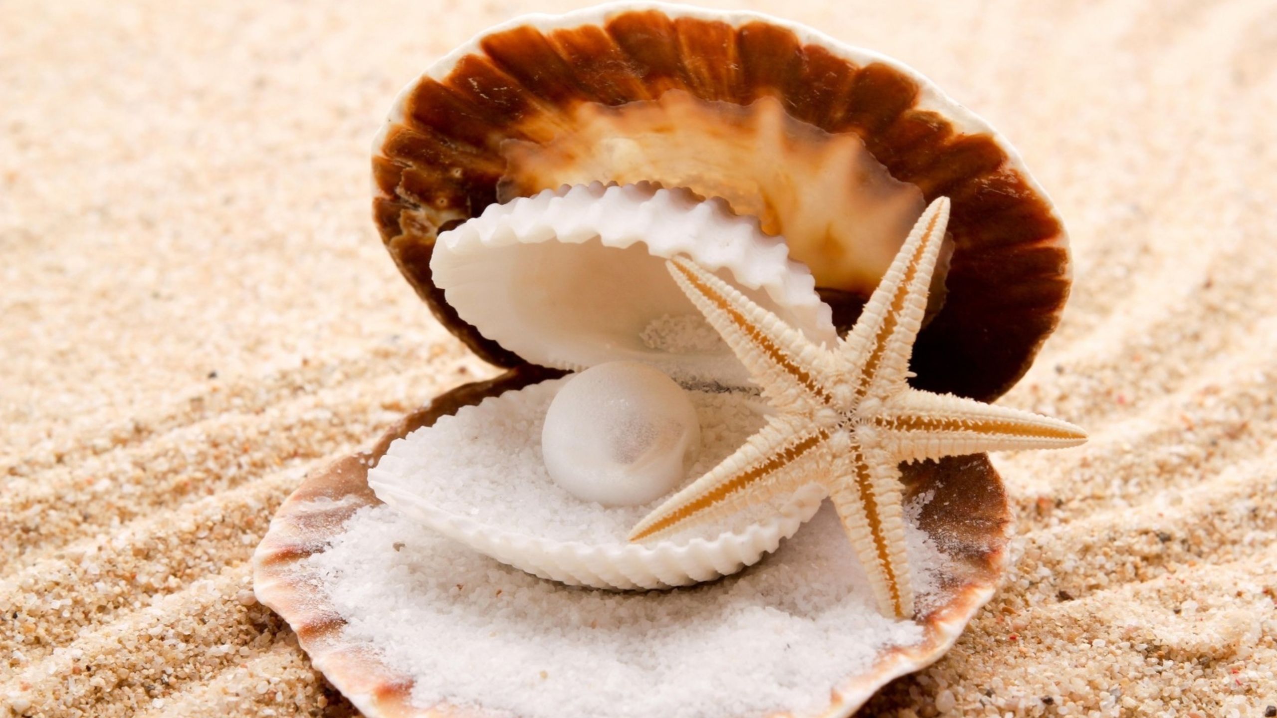 Seashells Wallpapers HD Free Download [60 pictures] - Nature Wallpaper