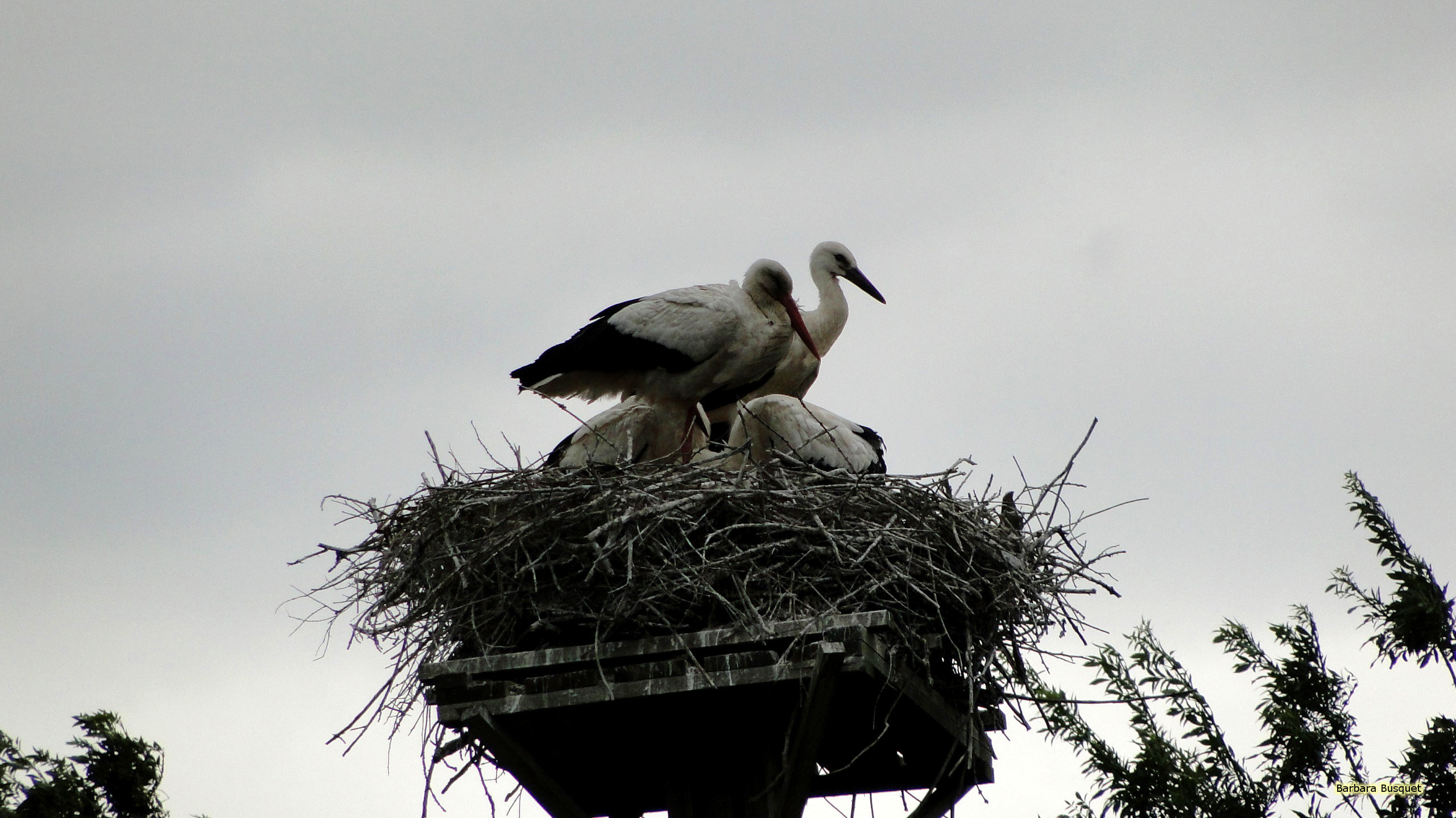 Hd Wallpaper With White Storks In Their Nest From There They Can Watch A Big Part Of The Whole Neighbourhood 2560x1440
