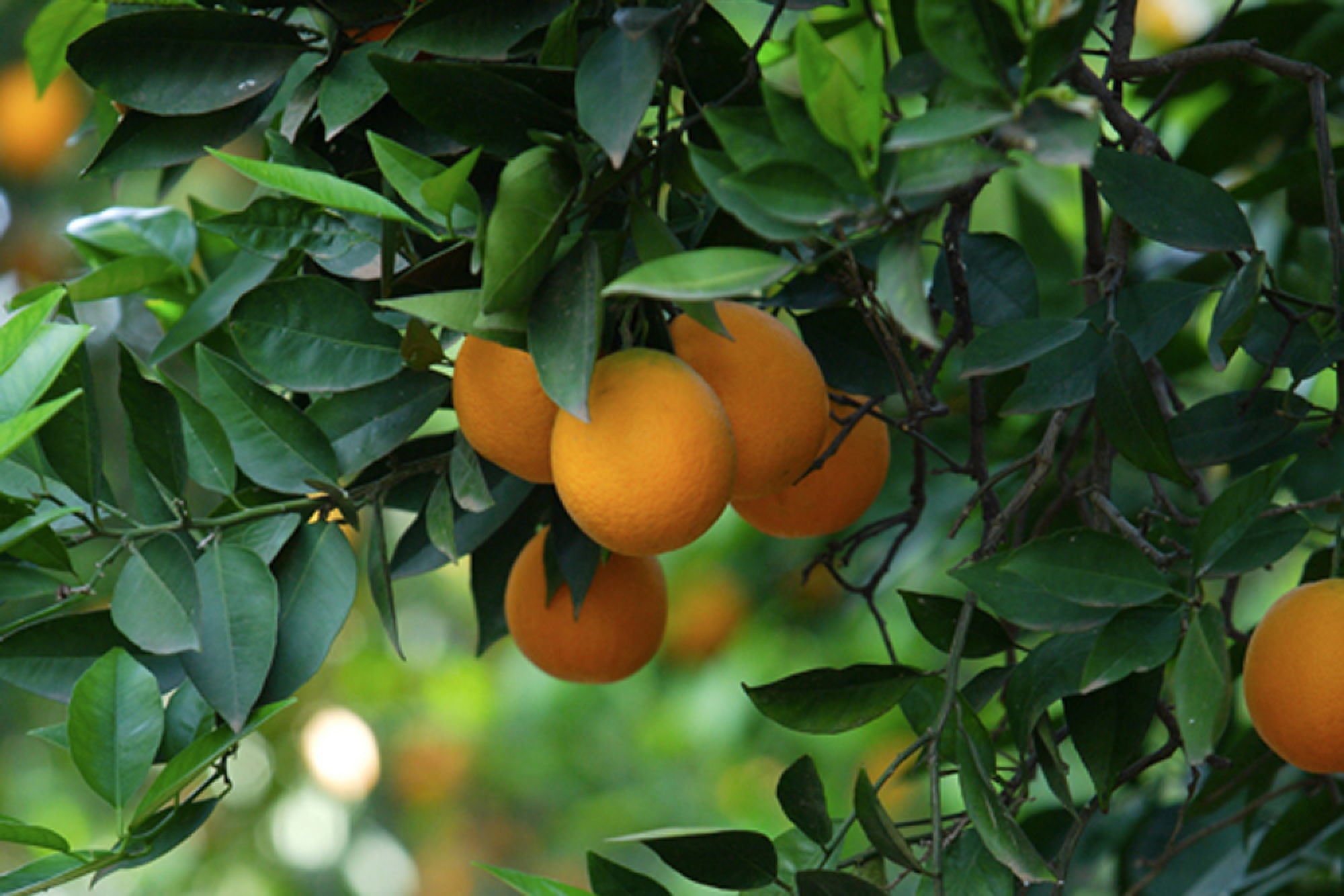 Hd Mango Fruit Tree Wallpaper 2000x1334