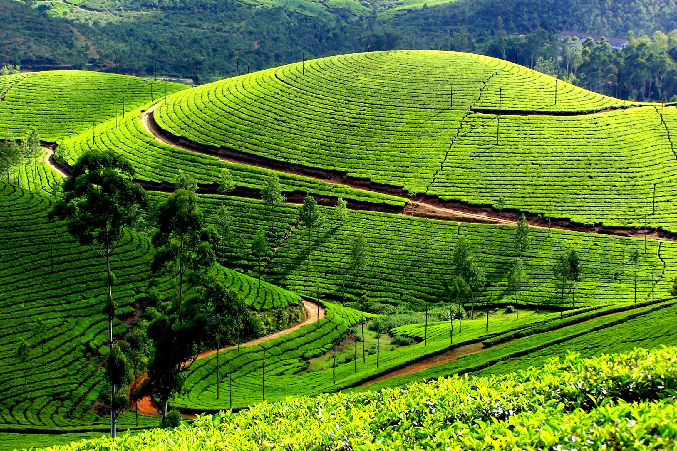 Kerala Greenery Wallpapers Nature Hd 2304x1536