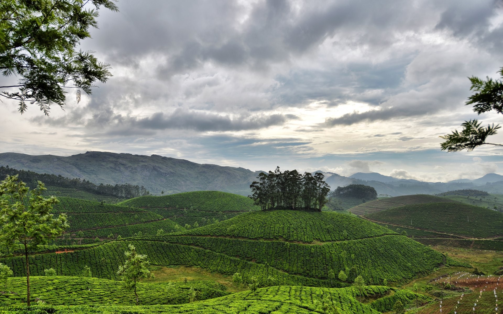 Munnar Kerala India Sky Clouds Mountain Hills Tea Plantations 1920x1200