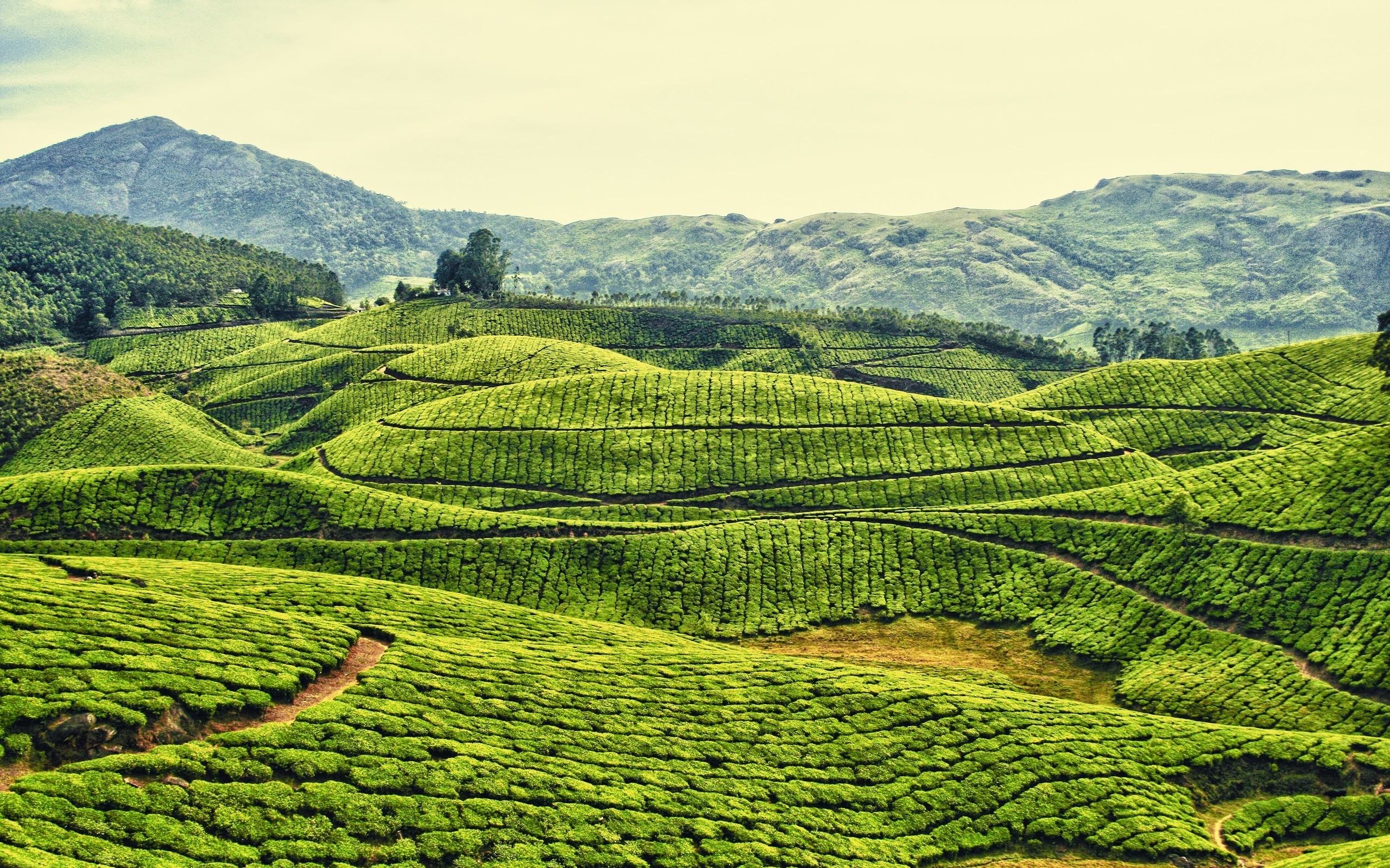 Daily Wallpaper Tea Plantation In Kerala India I Like To Waste My Time 2560x1600