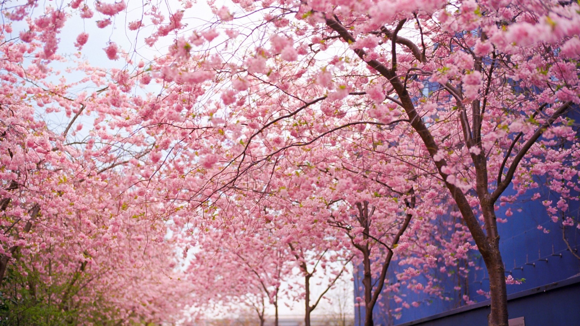 Cherry Blossom Flowers Spring Wallpapers 1920x1080