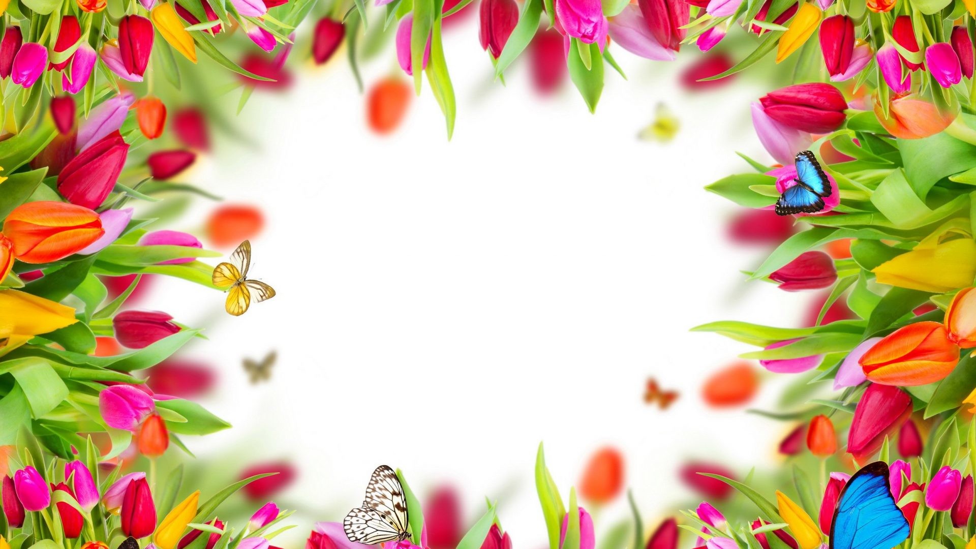 Spring Flowers Tulips Frame Butterflies Colorful Desktop Backgrounds 2500x2300 1920x1080