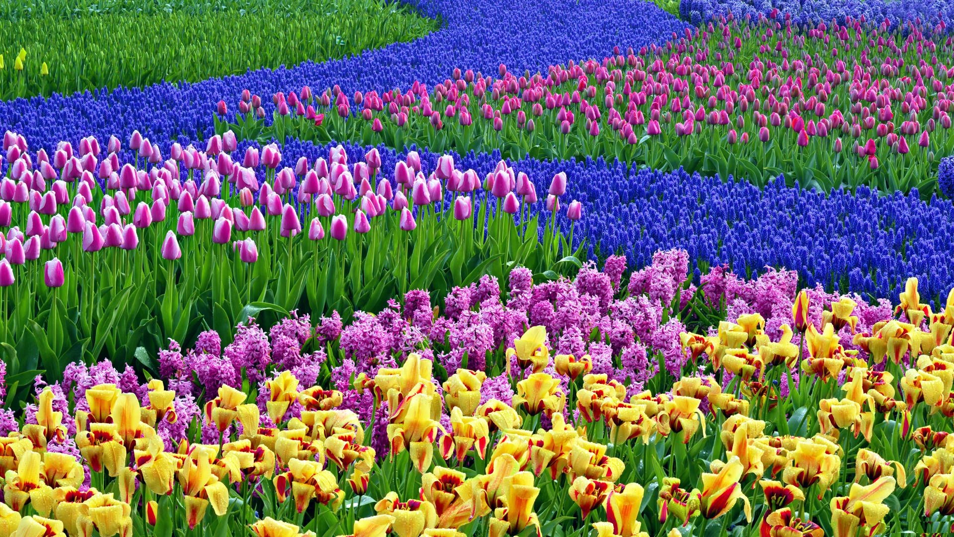Spring Flowers Hd Desktop Background 1920x1080