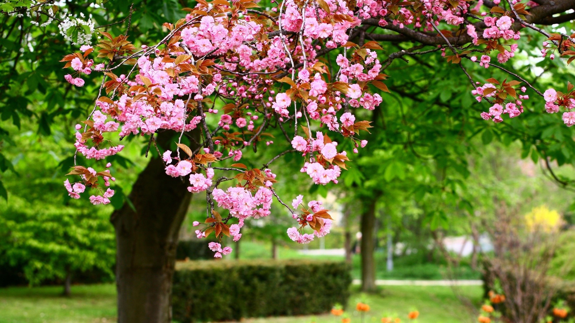 Spring Flowers Live Wallpaper Android Apps On Google Play 1920x1080
