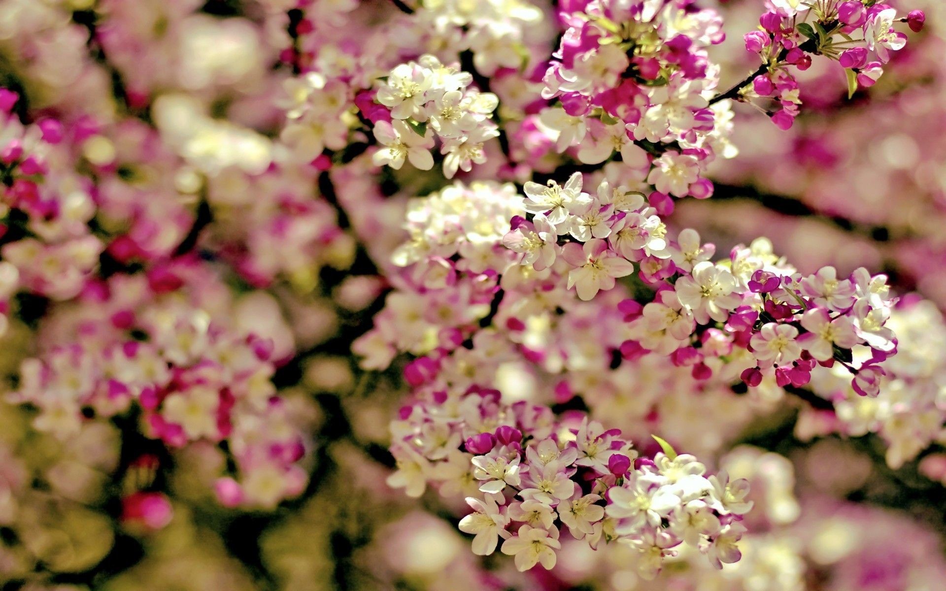 Spring Flowers Background Wallpaper Spring Tree Flowers Categories Flowers Downloads 3199 Added 1920x1200