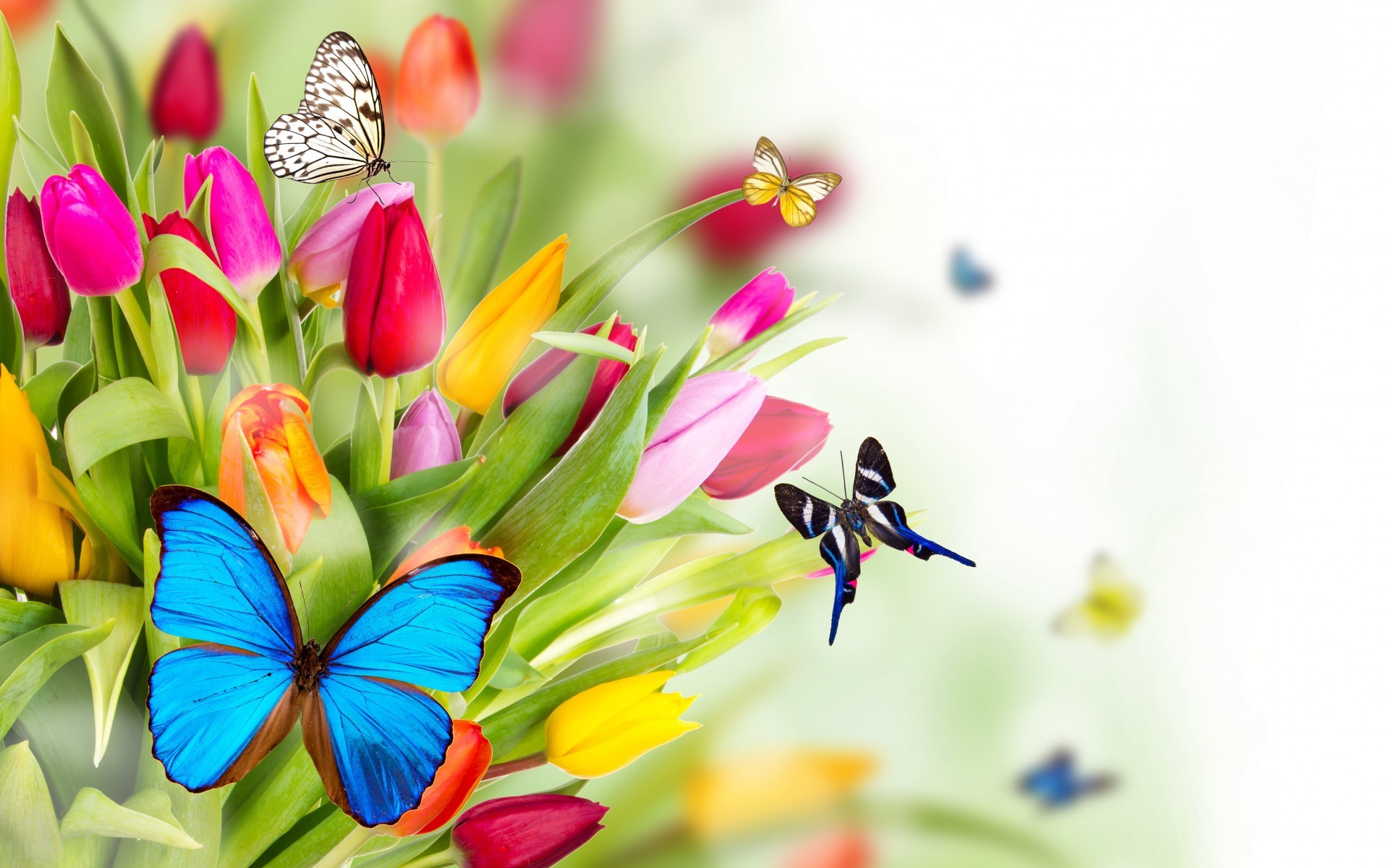 Spring Flowers Wallpapers Hd Pictures One Hd Wallpaper Pictures 1920x1200