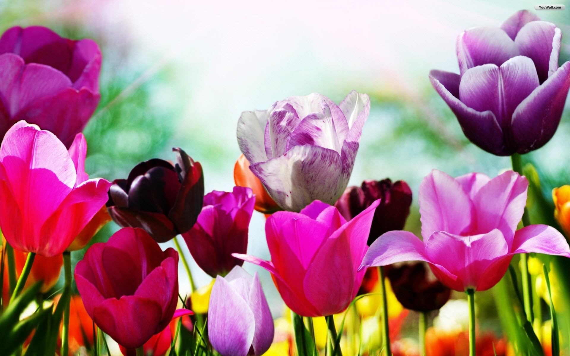 Free Spring Wallpaper On Best Hd Wallpapers Http Hdw9 Com Social 1920x1200