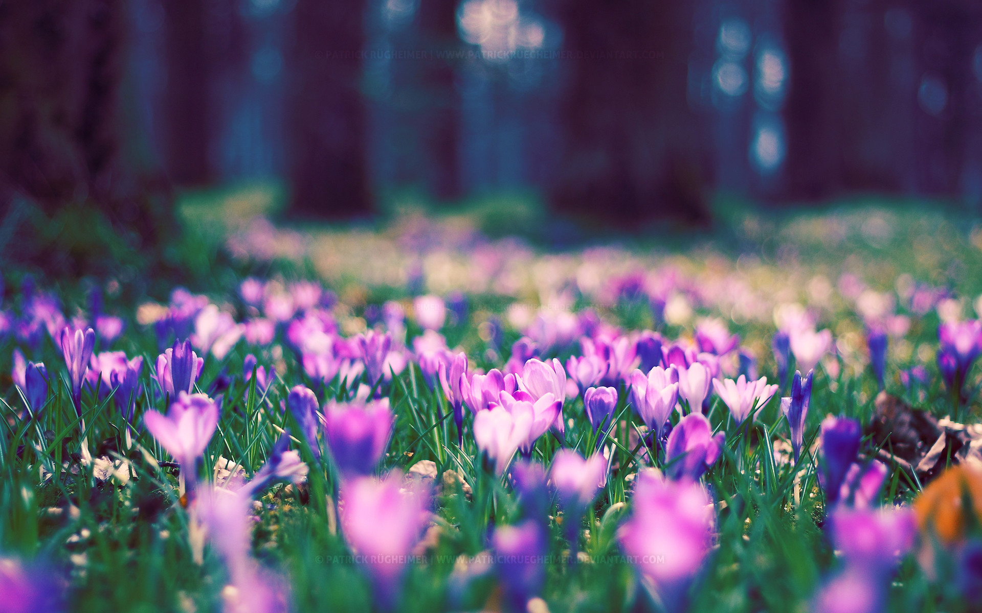 Download Spring Flowers Hd Background Wallpaper Spring Flowers Background Wallpaper 1920x1200