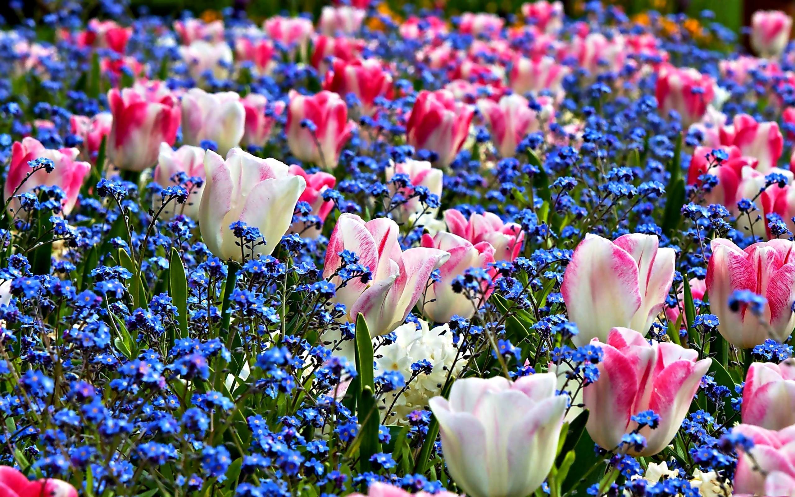 Spring Flowers Images Desktop Wallpaper Timedoll 2560x1600