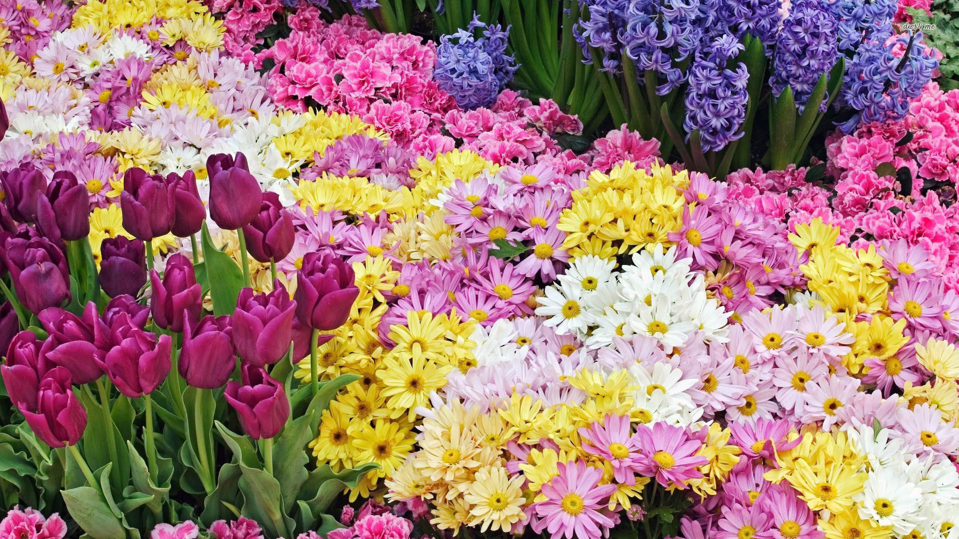 Spring Flowers Pictures 1920x1080