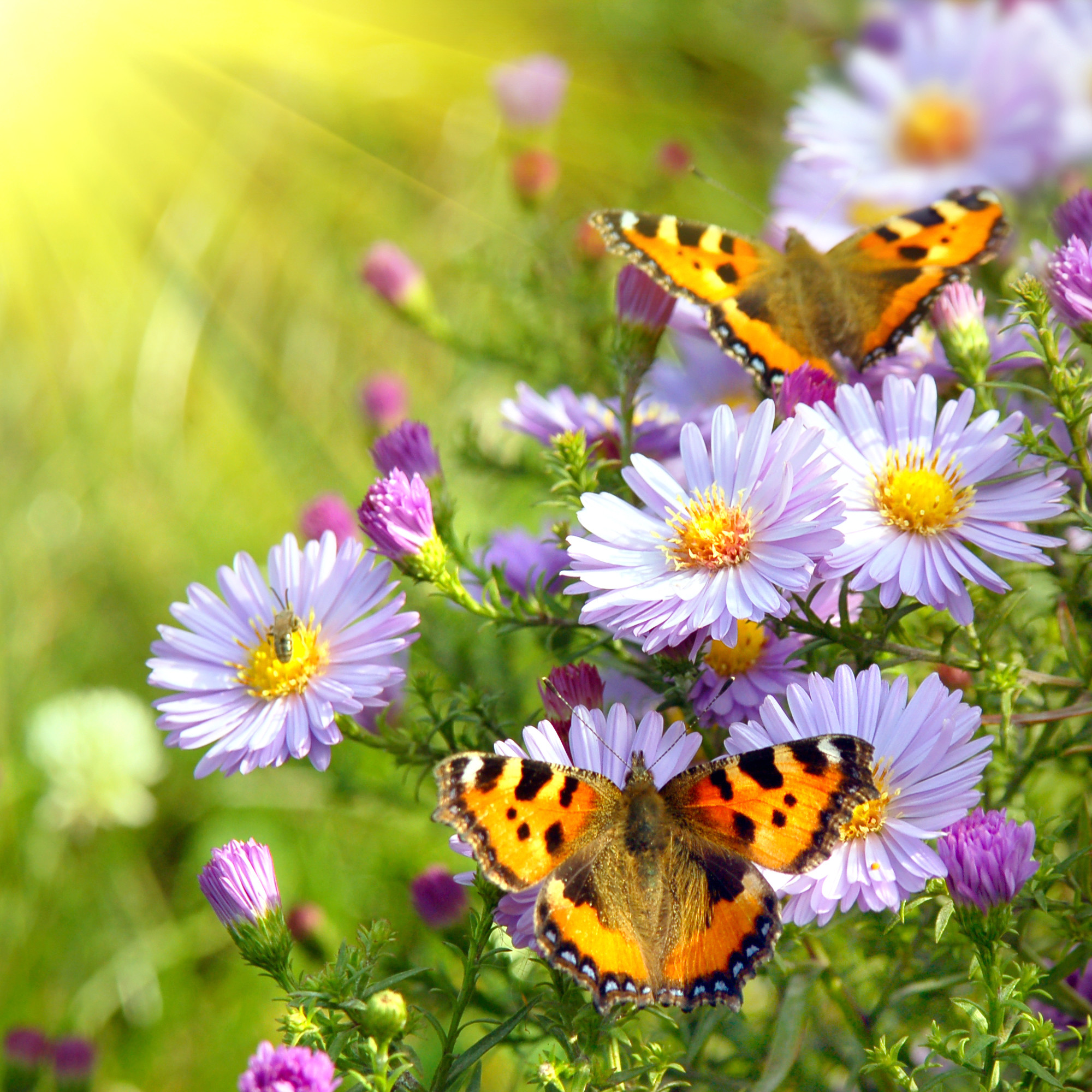 Spring Flowers And Butterflies Cool Wallpapers 2000x2000