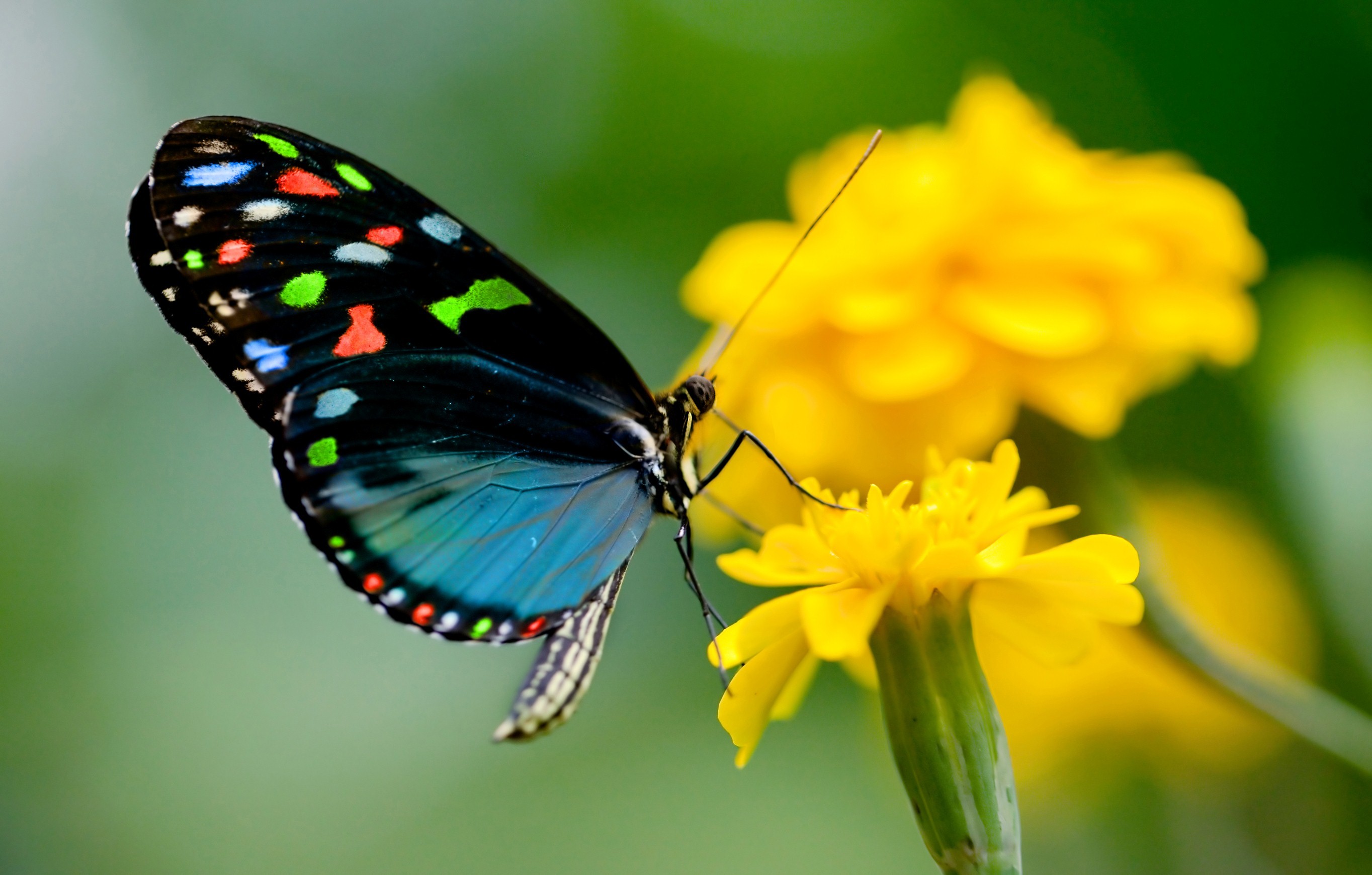 Butterfly Wallpapers 2728x1740