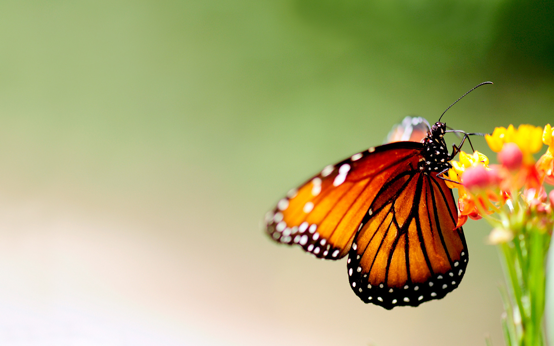 Beautiful Butterfly Wallpapers 1920x1200