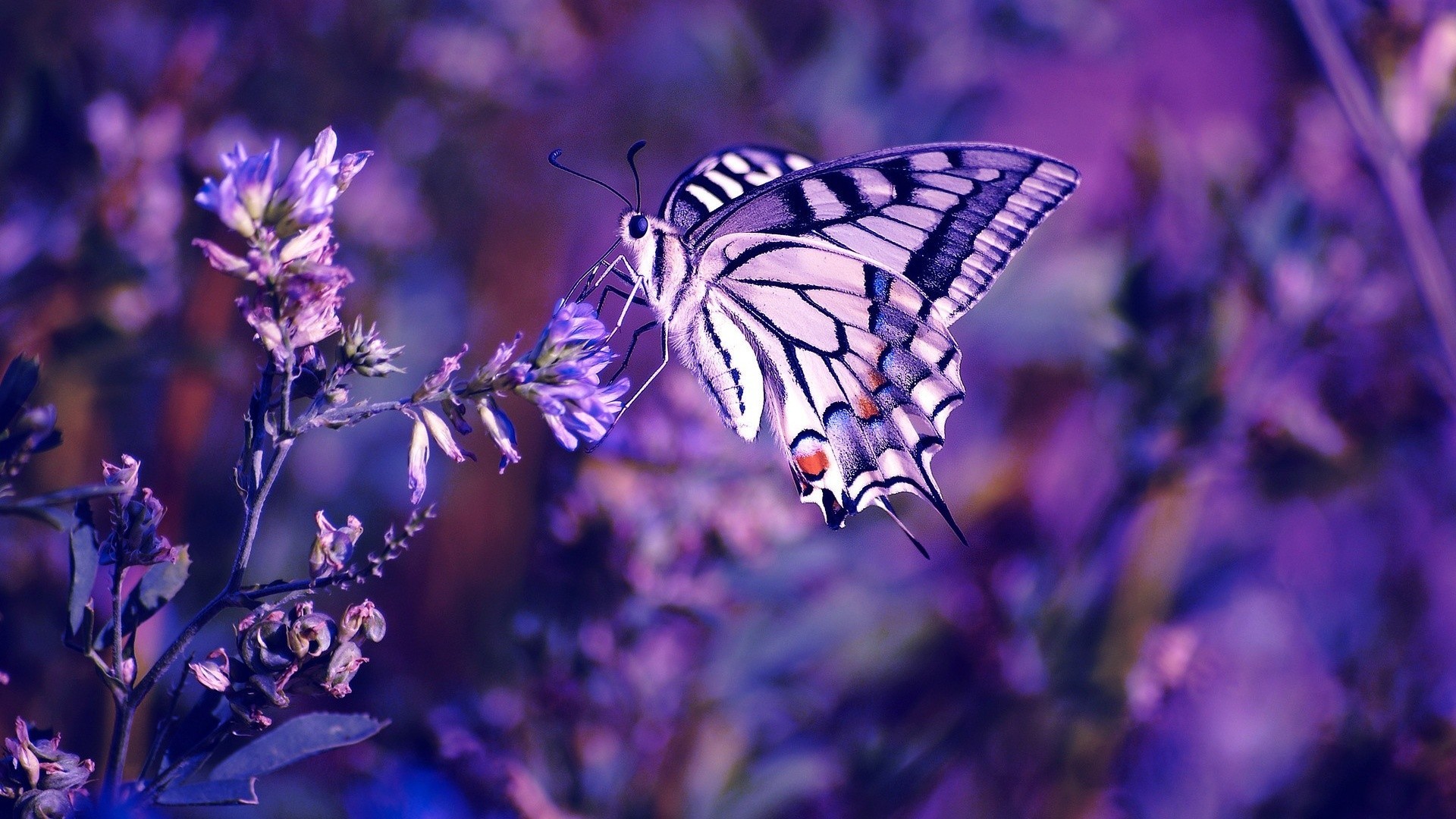 1920x1080 Pretty Butterfly Backgrounds Wallpaper Cave Epic Car Wallpapers Pinterest Wallpaper Butterfly Wallpaper And 3d Wallpaper 1920x1080