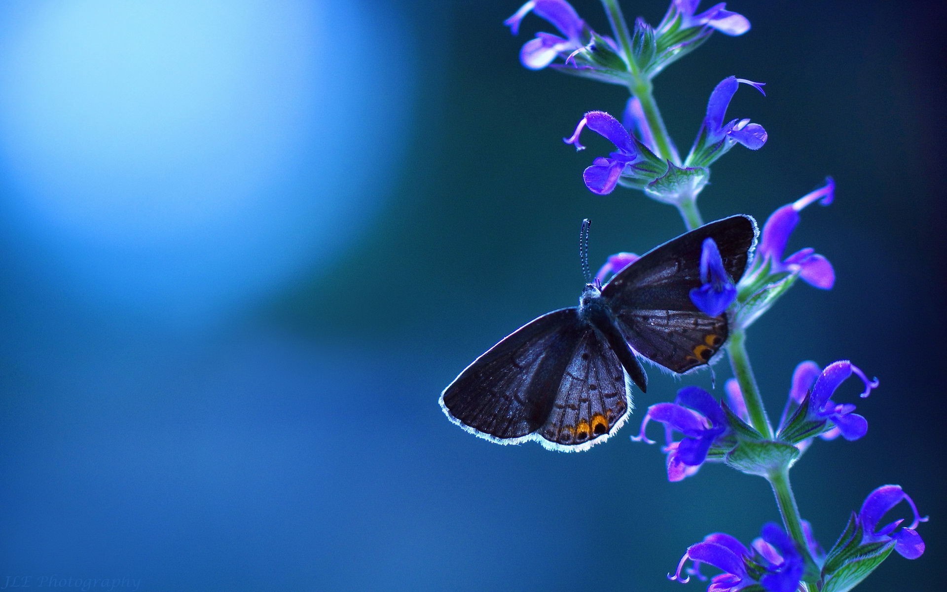 1920x1200 Blue Butterfly Background 1920x1200