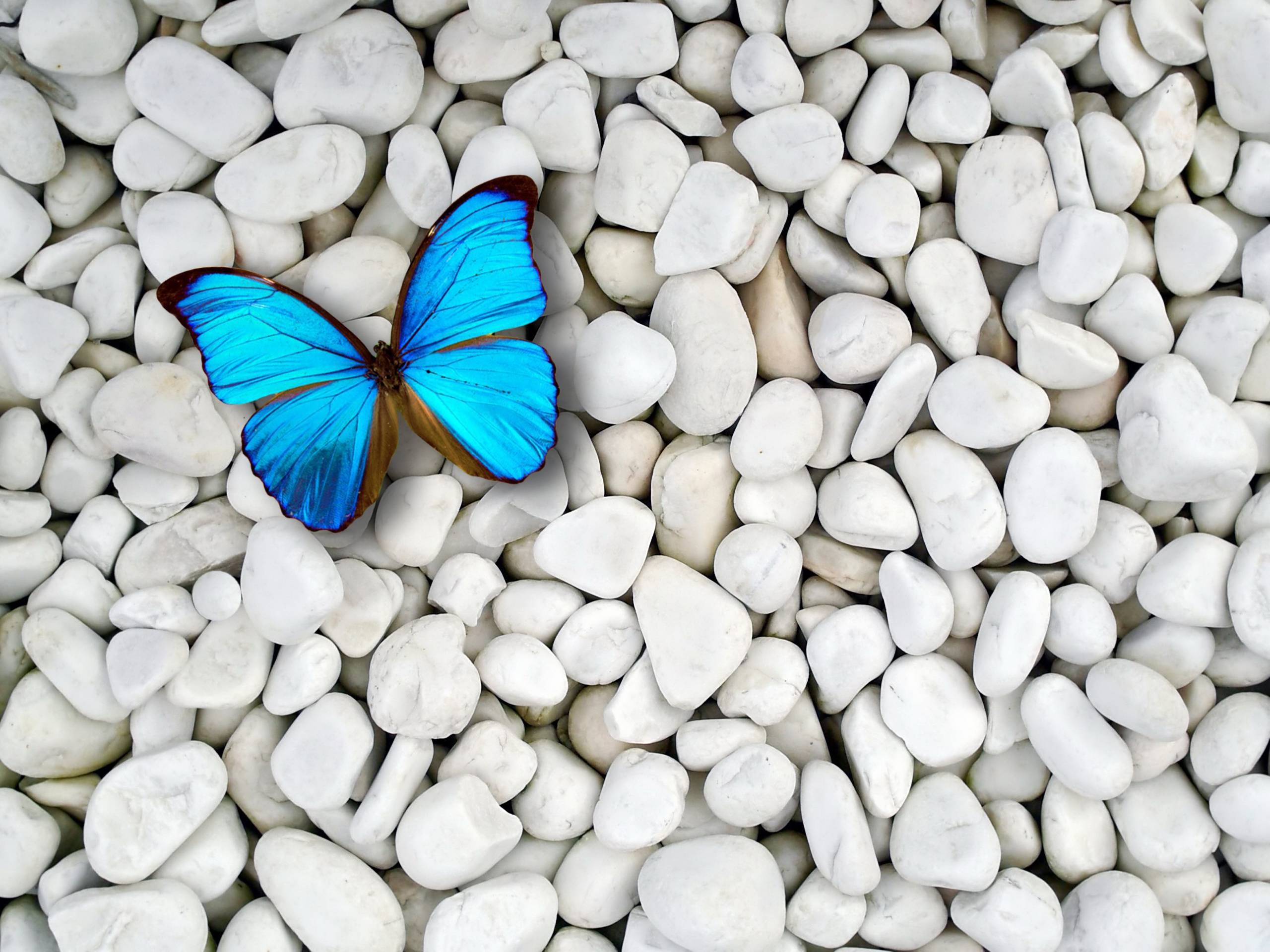Light Blue Butterfly Wallpaper 8970 Frenzia 2560x1920