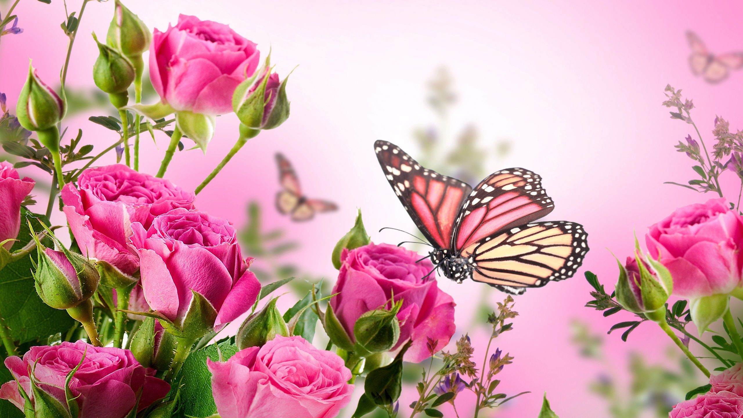 Pink Butterfly Backgrounds 2560x1440