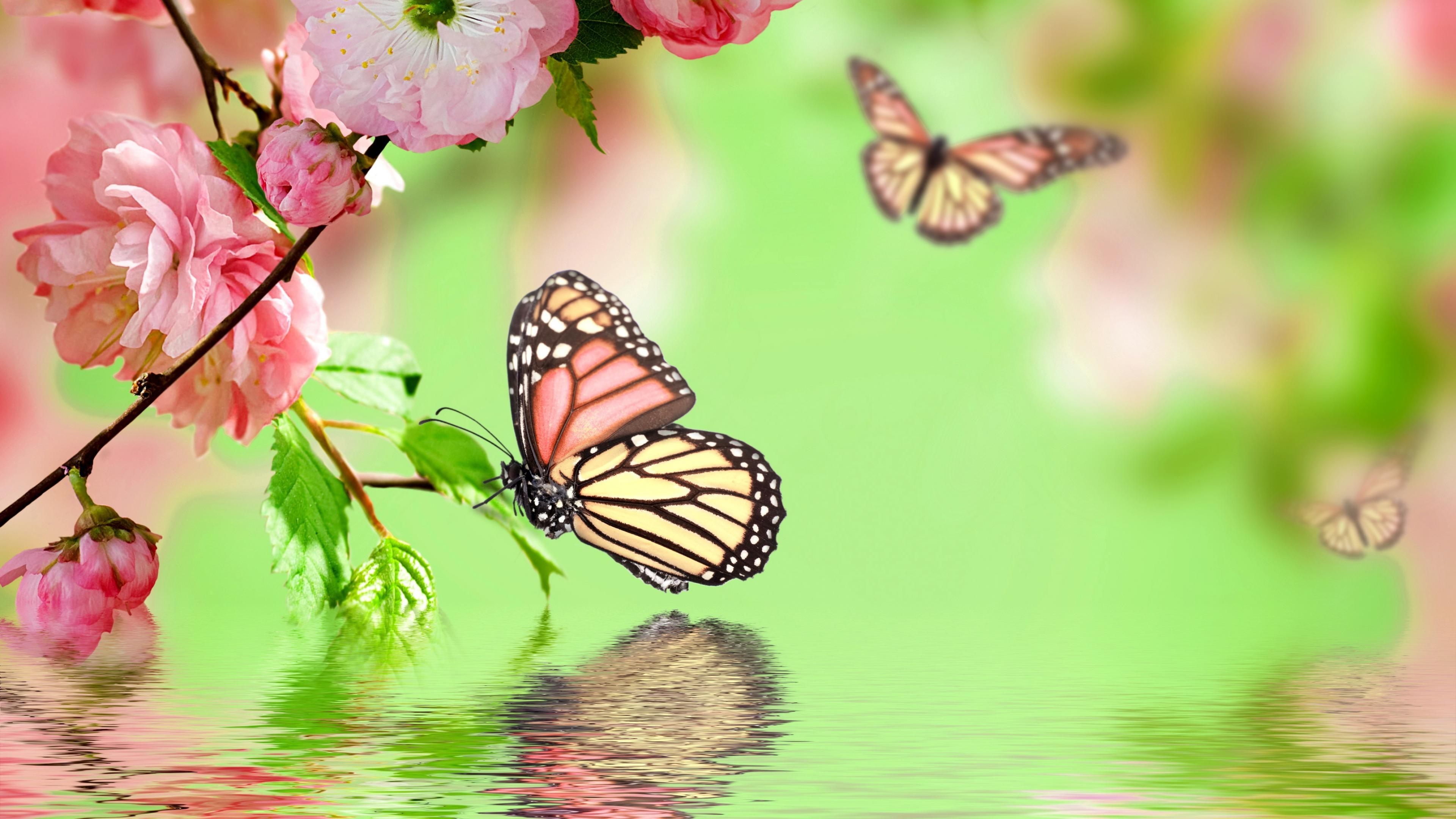 Butterfly Wallpapers 28 Wallpapers 3840x2160