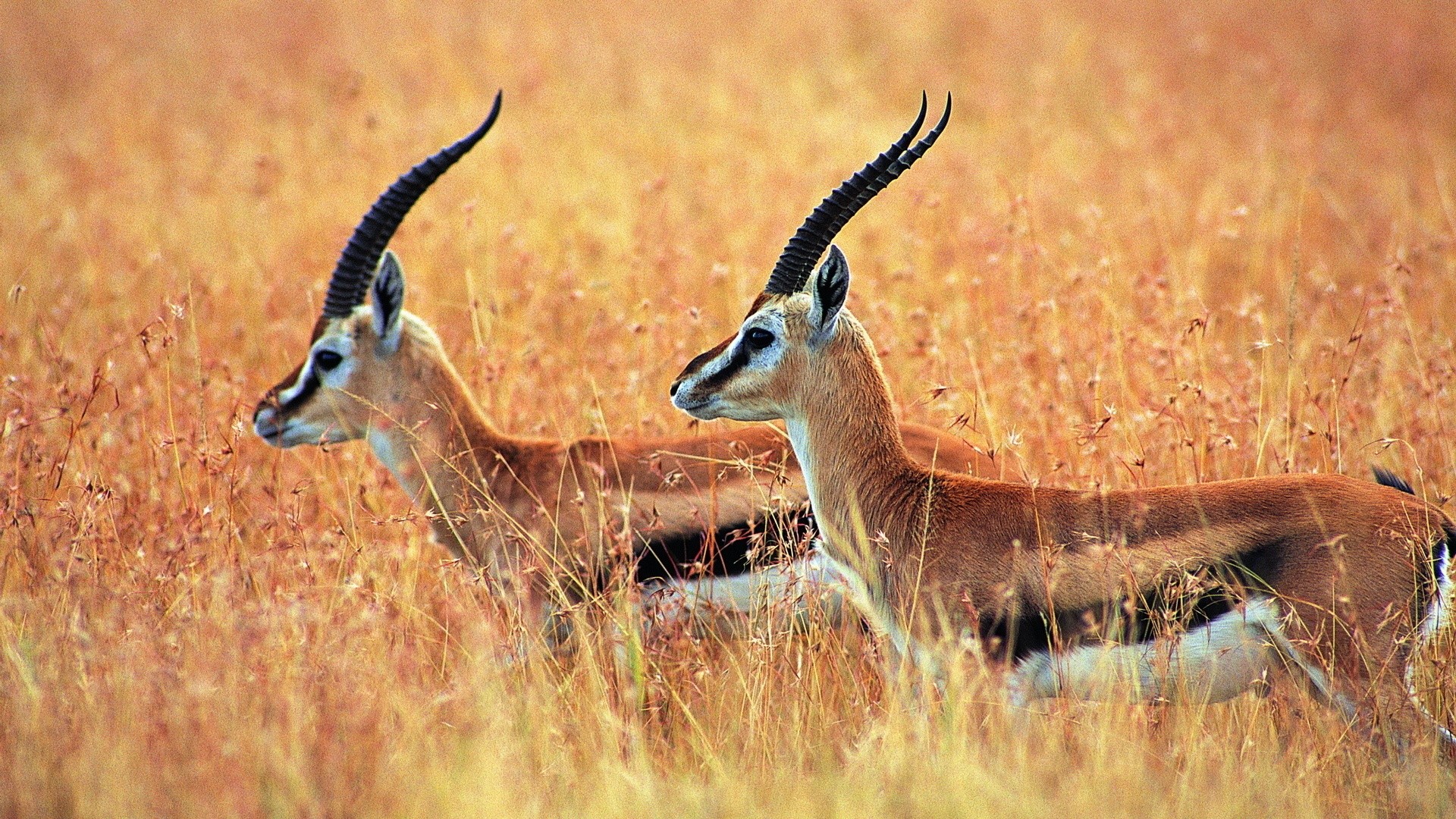 Tibetan Antelope 1920x1080