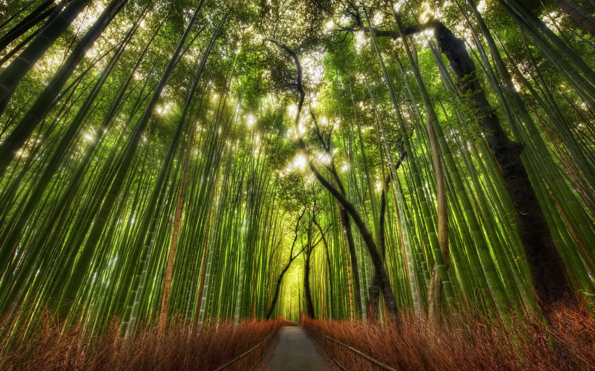 The Bamboo Forest Wallpaper High Dynamic Range Nature 1920x1200