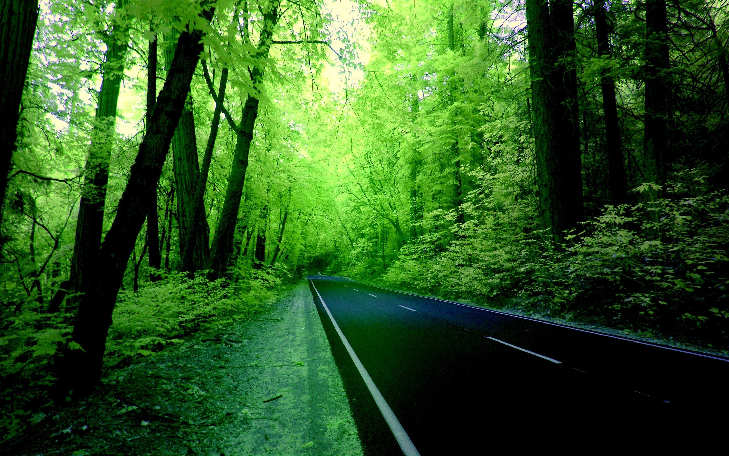 Green Forest Wallpaper Hd Background 9 Hd Wallpapers 2880x1800