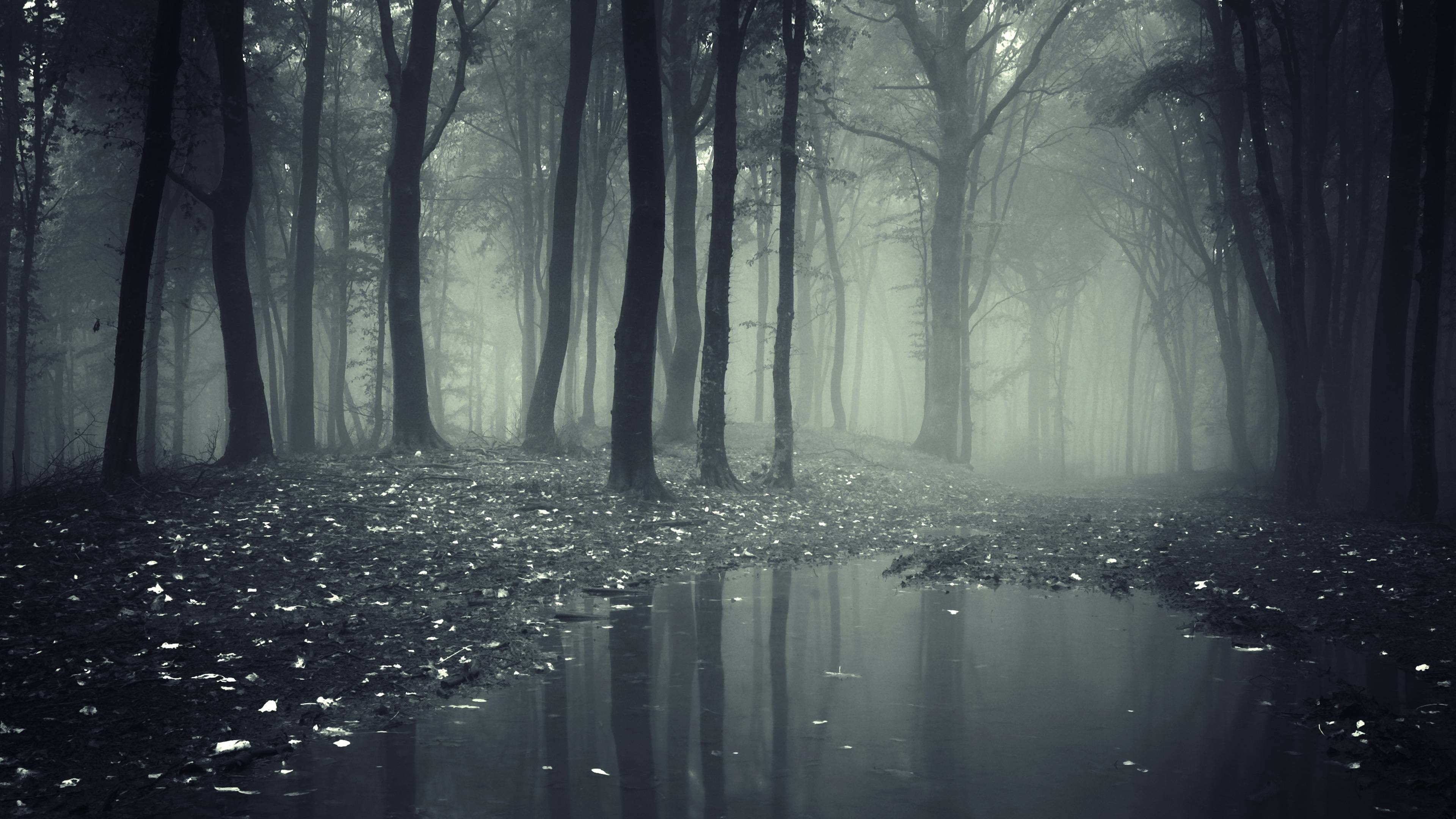 Creepy Dark Forest Hd Wallpapers High Definition Wallpapers 3840x2160