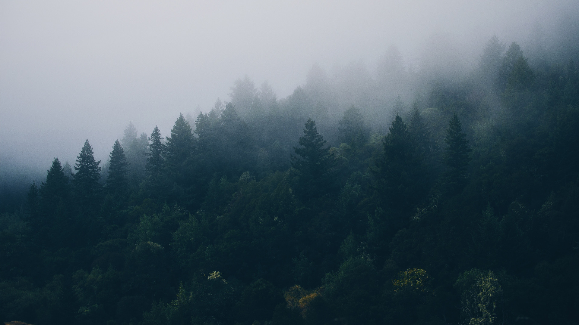 Preview Wallpaper Forest Trees Fog 1920x1080 1920x1080