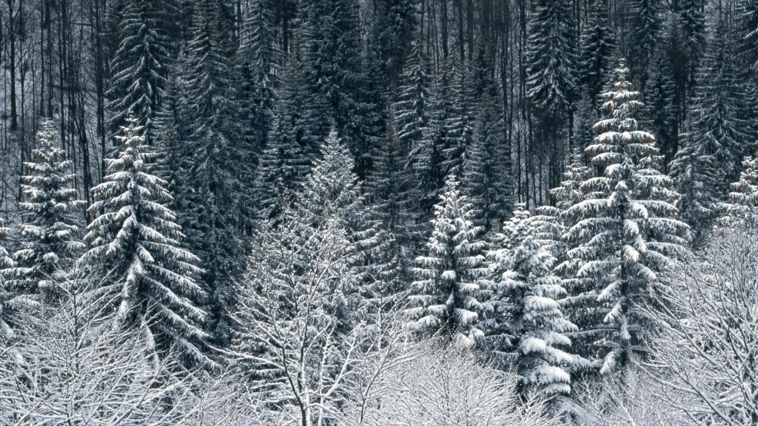 2560x1440 Snow Trees Forest Desktop Pc And Mac Wallpaper 2560x1440