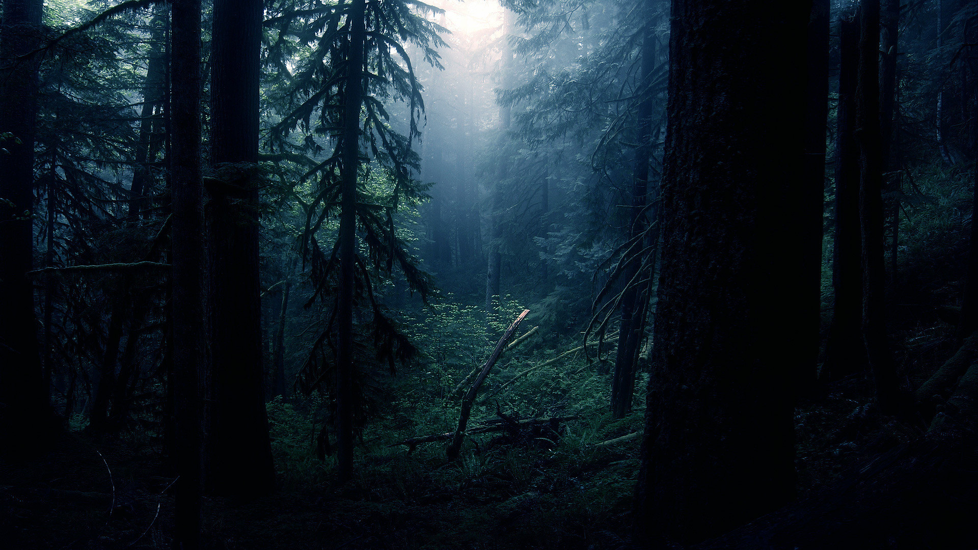 Dark Forest Wallpapers Images 1920x1080