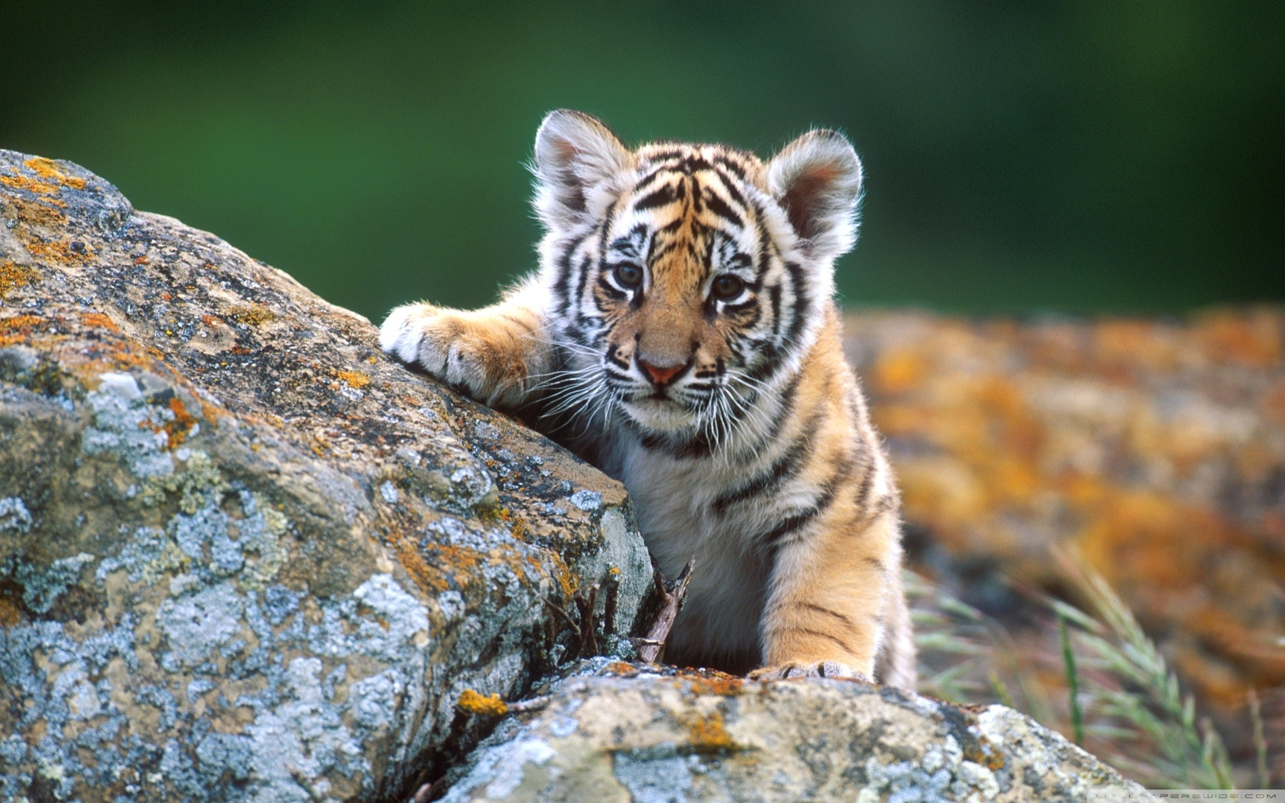 Coolest Tiger With Cubs Wallpaper 2560x1600