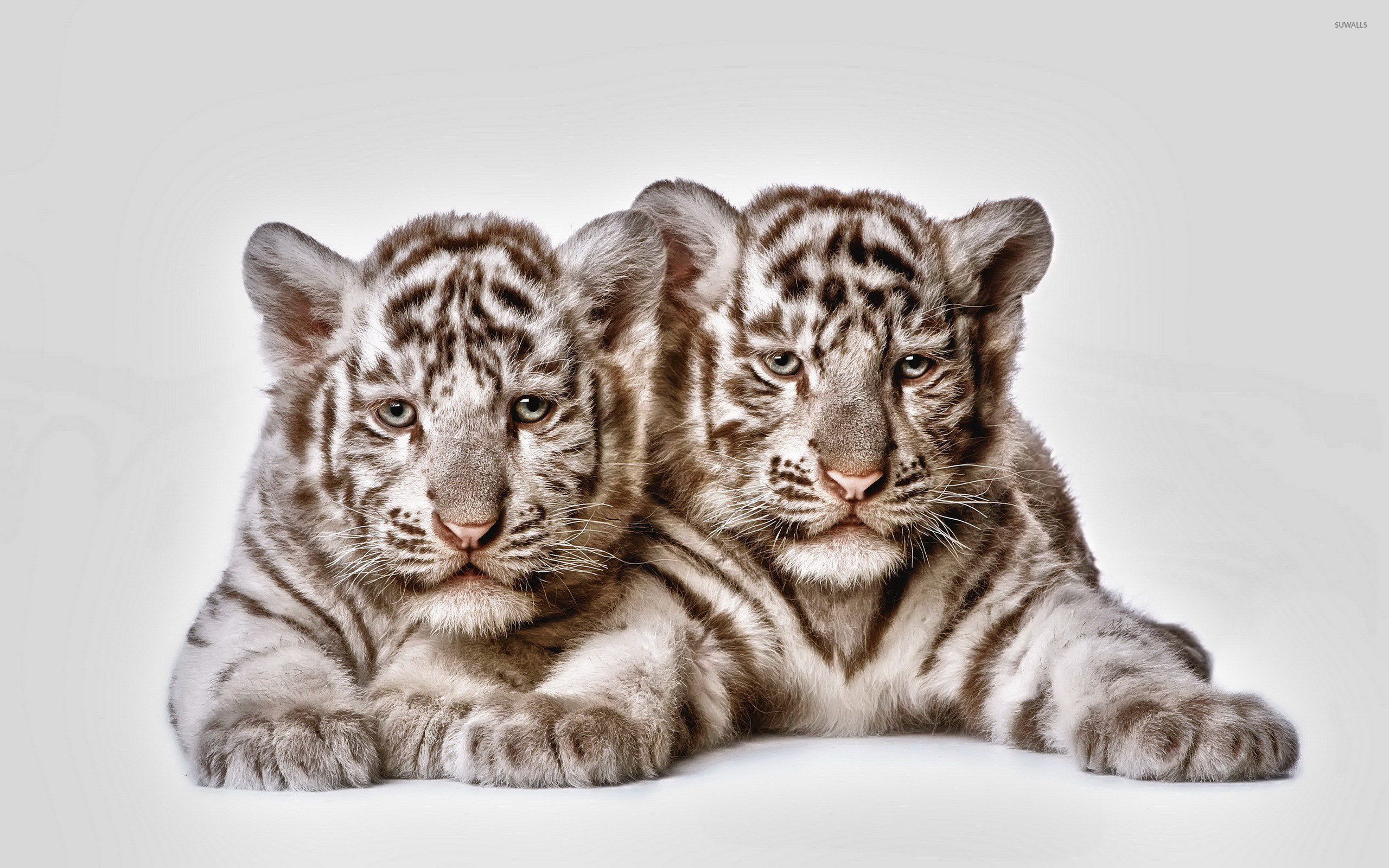 Tiger Cubs Wallpaper 2560x1600