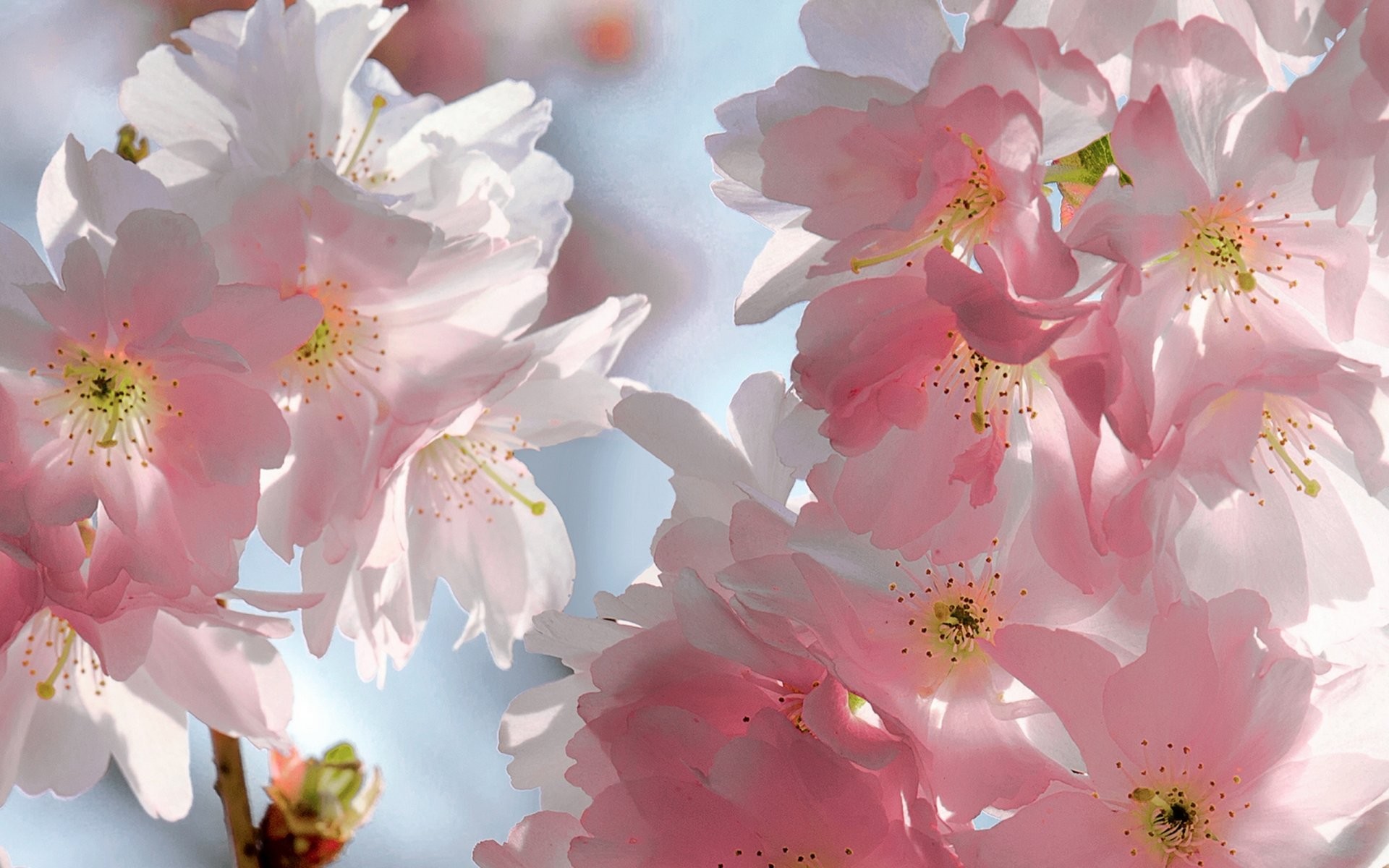 Spring Flowers Cherry Sakura Blossoms Tender Pink Petals Sky Beauty Spring Bloom Cherry Sakura Flower Sweet 1920x1200
