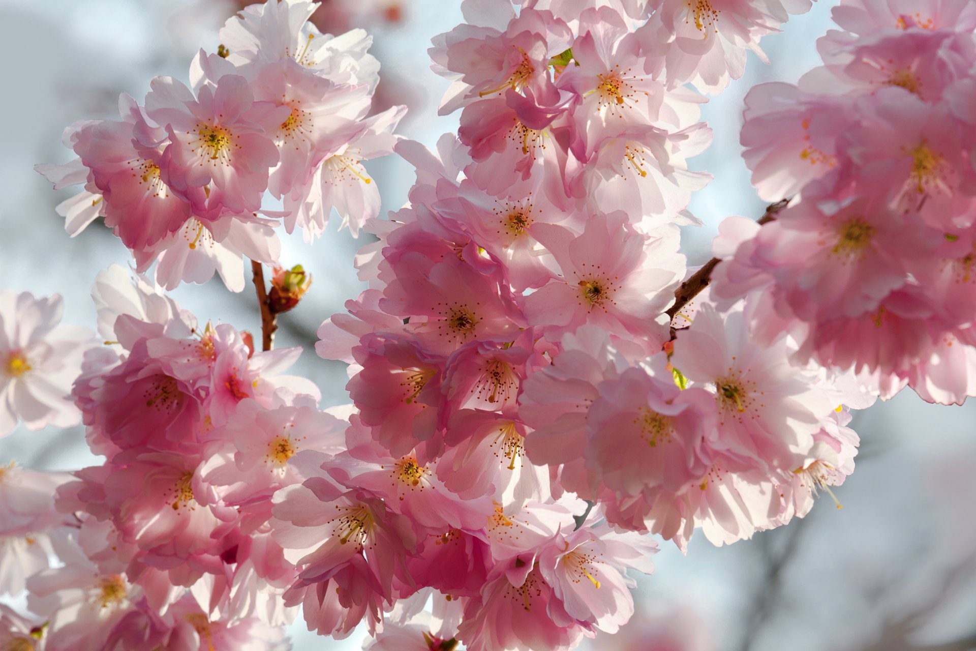 Spring Flowers Cherry Sakura Blossoms Tender Pink White Petals Sky Beauty Spring Bloom Cherry Sakura Flower 1920x1280