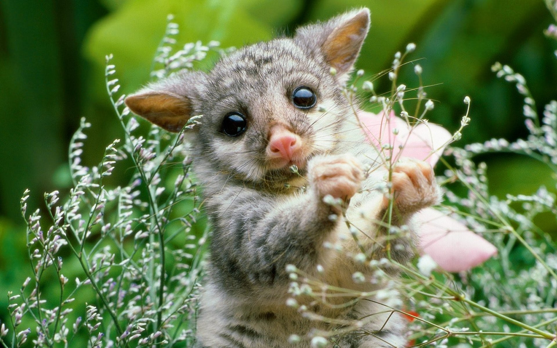 Cute Baby Animal Background Pictures 1920x1200