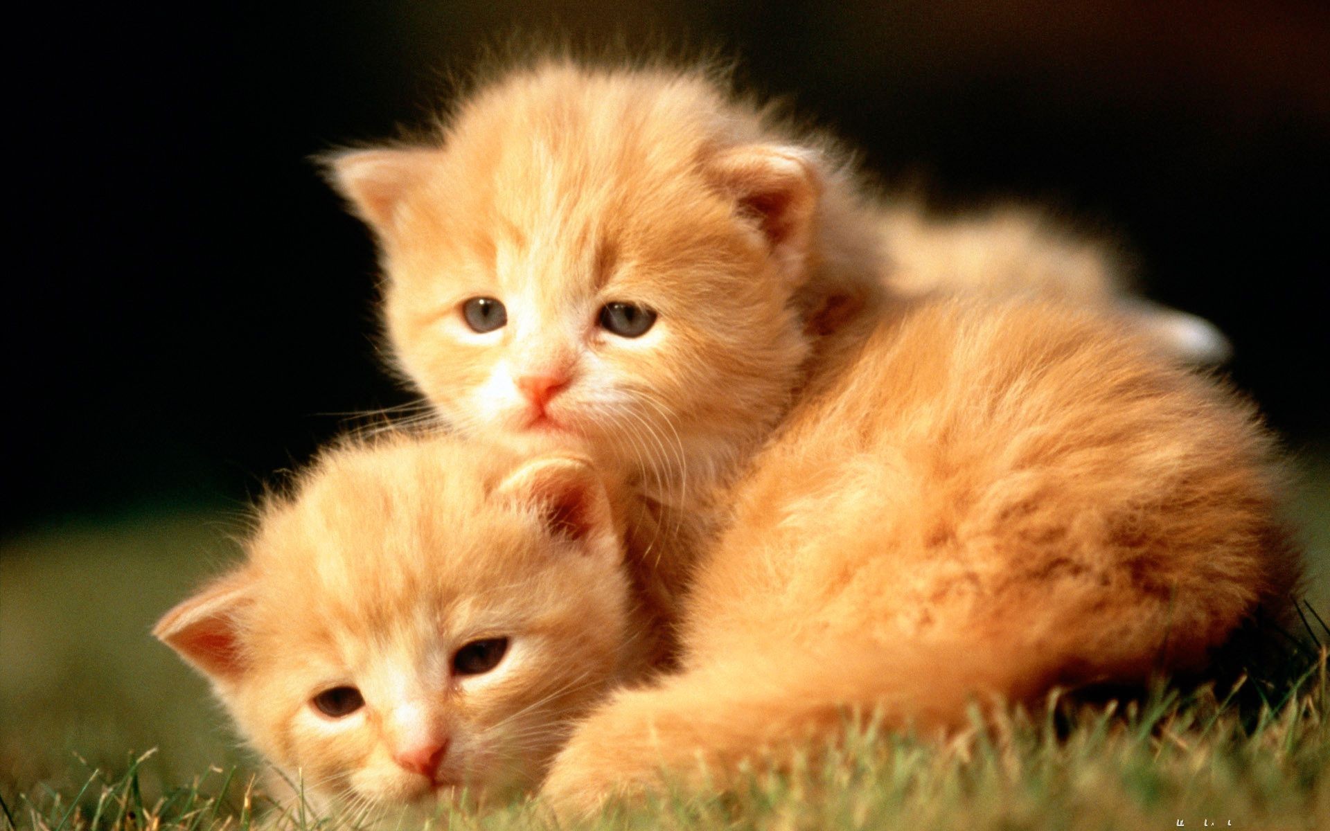 Baby Animal Wallpaper Hd Images 1920x1200