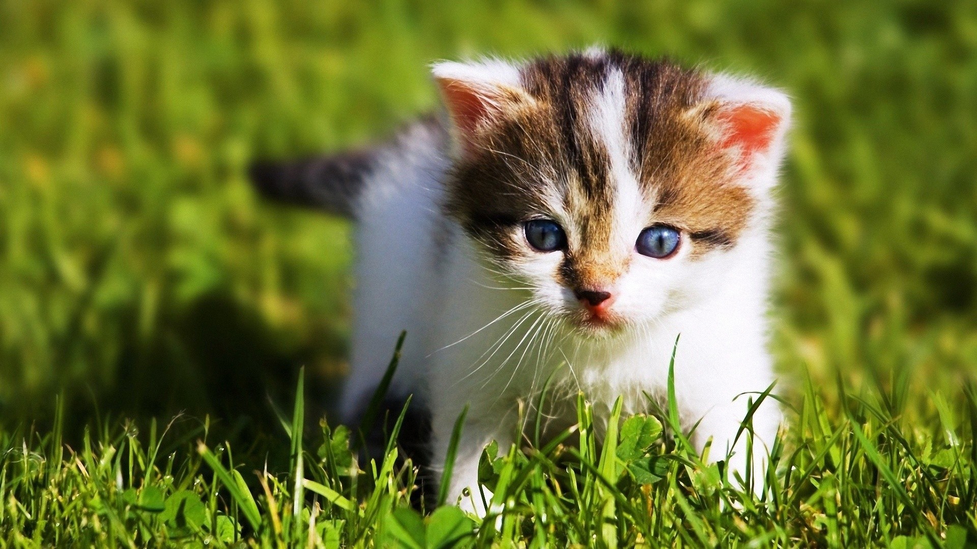 Cute Baby Animals Wallpapers 1920x1080 1920x1080