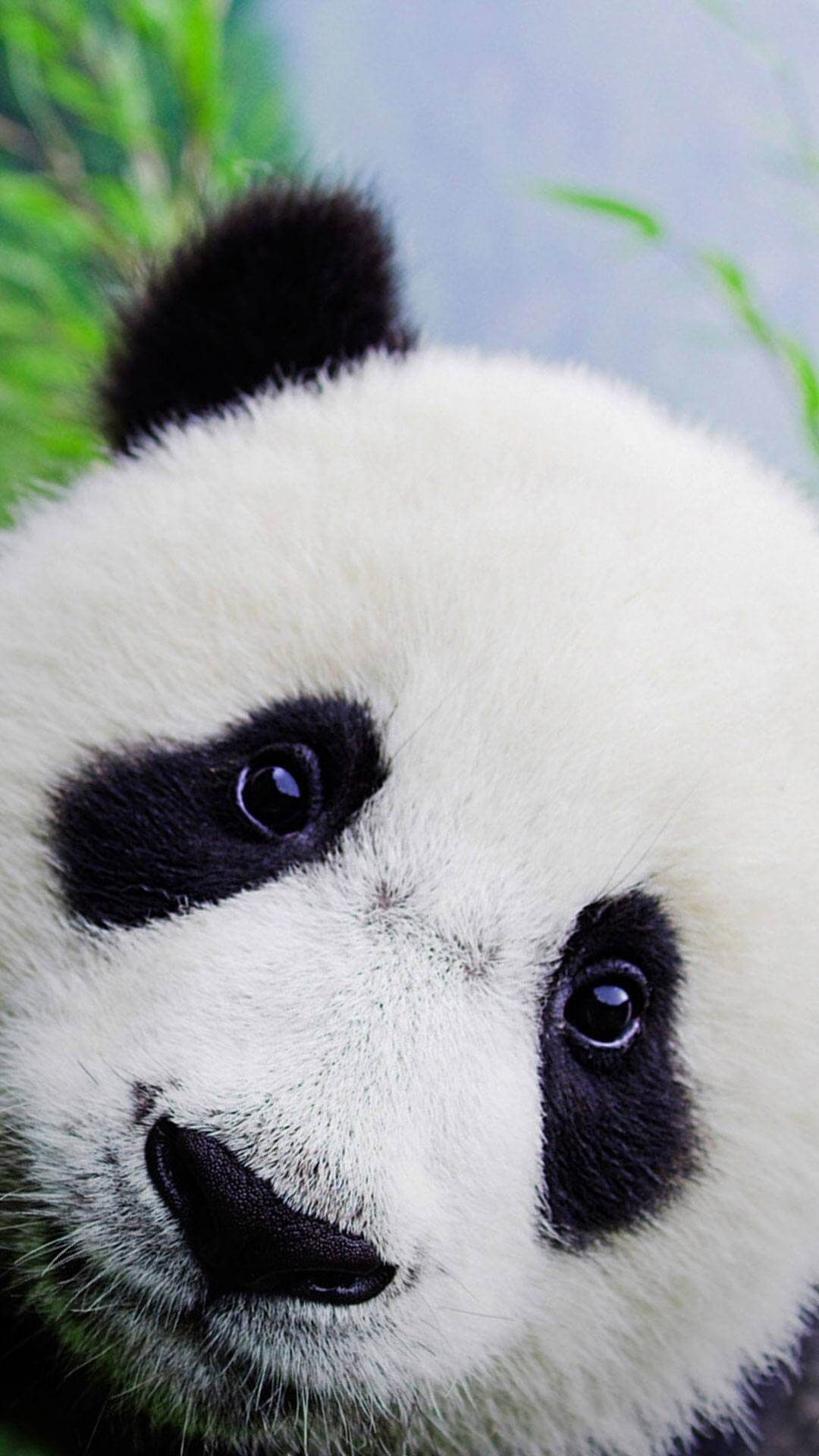 Cute Baby Panda Wallpaper For Iphone Hd 1080x1920