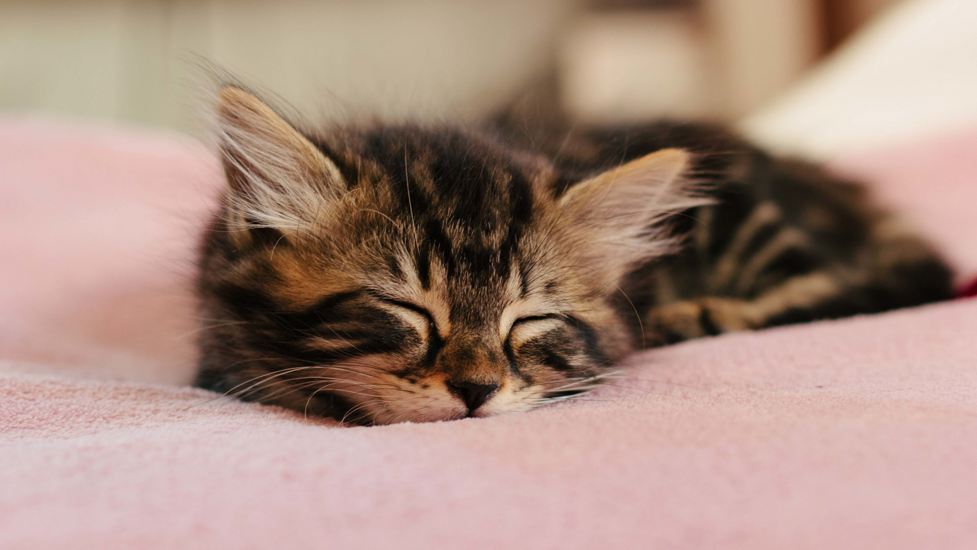 3840x2160 Wallpaper Cute Sleep Kitten Baby Animal 3840x2160